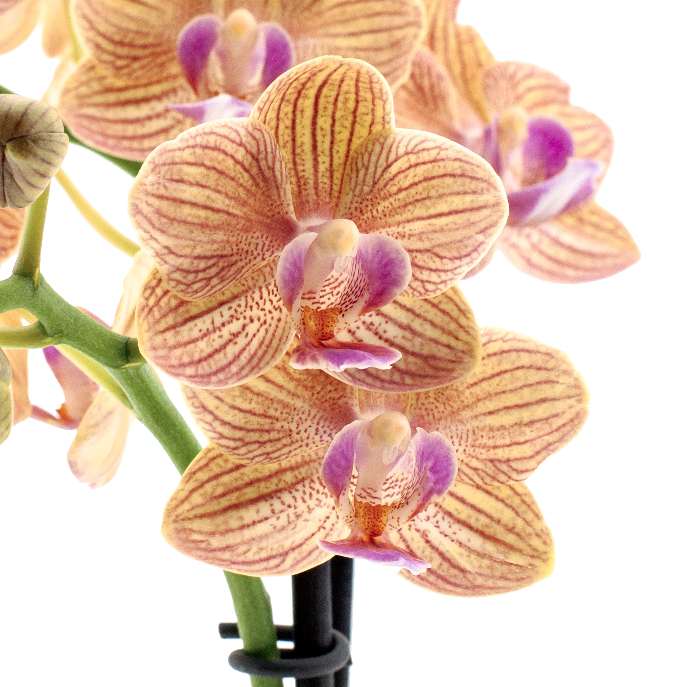 Phalaenopsis Penny Love Ø9