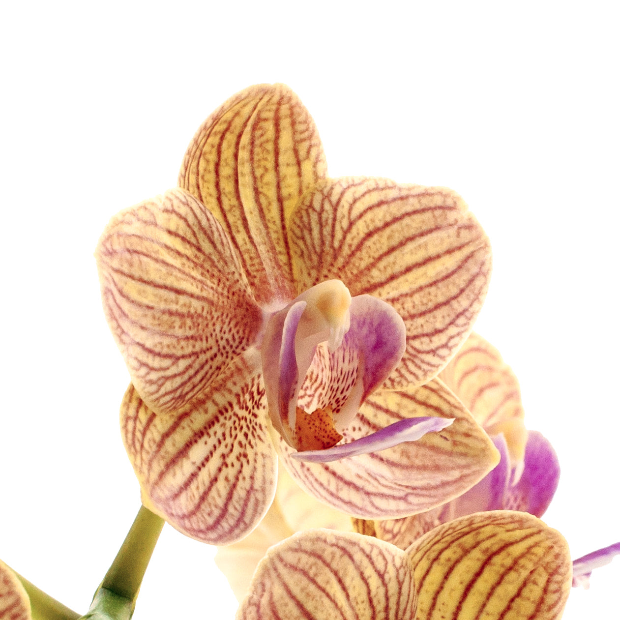 Phalaenopsis Penny Love Ø9
