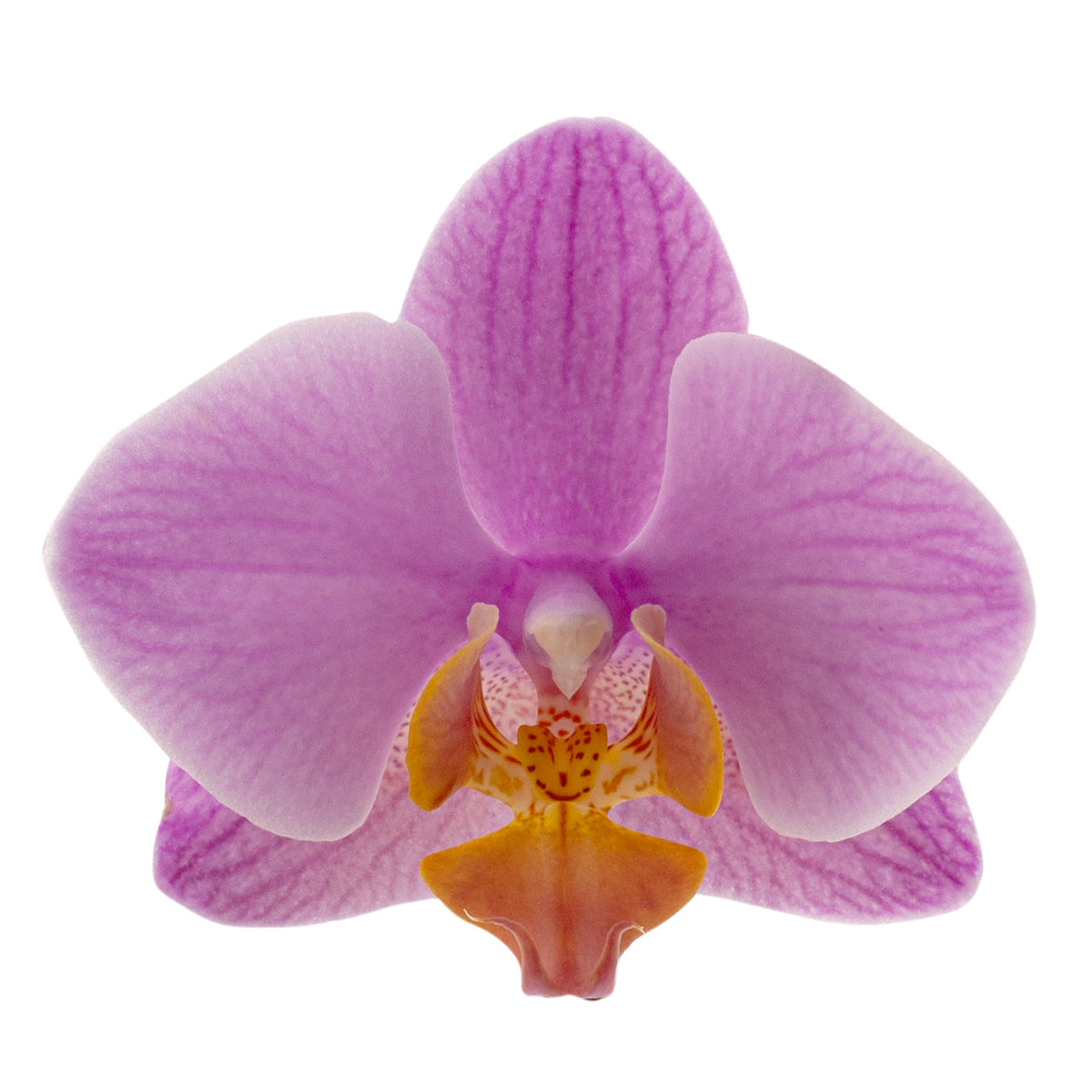Phalaenopsis Monica Ø9