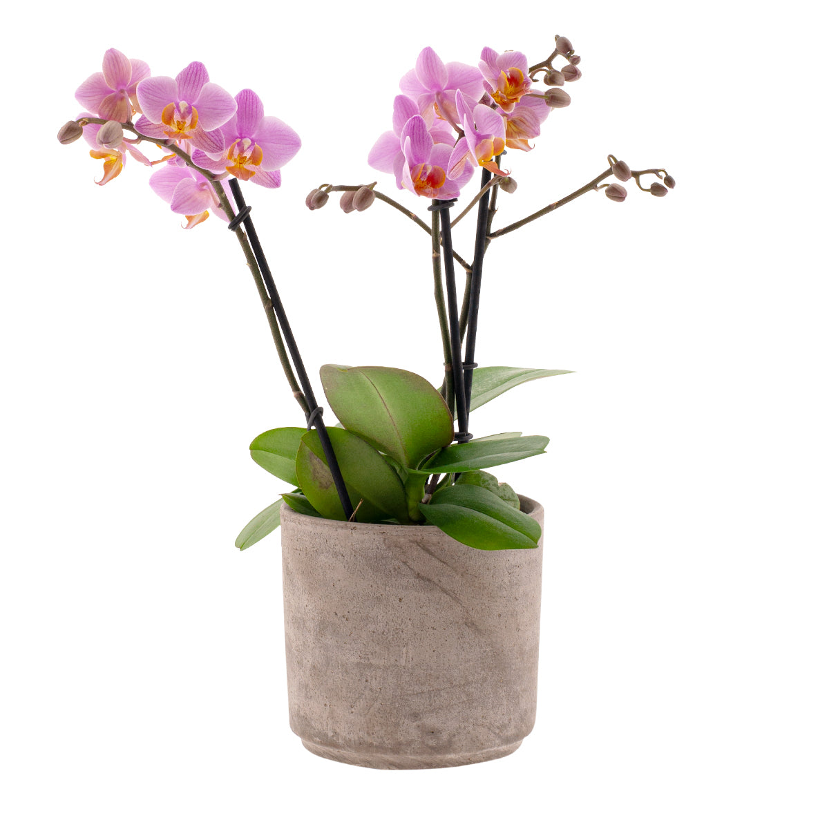 Phalaenopsis Monica Ø9