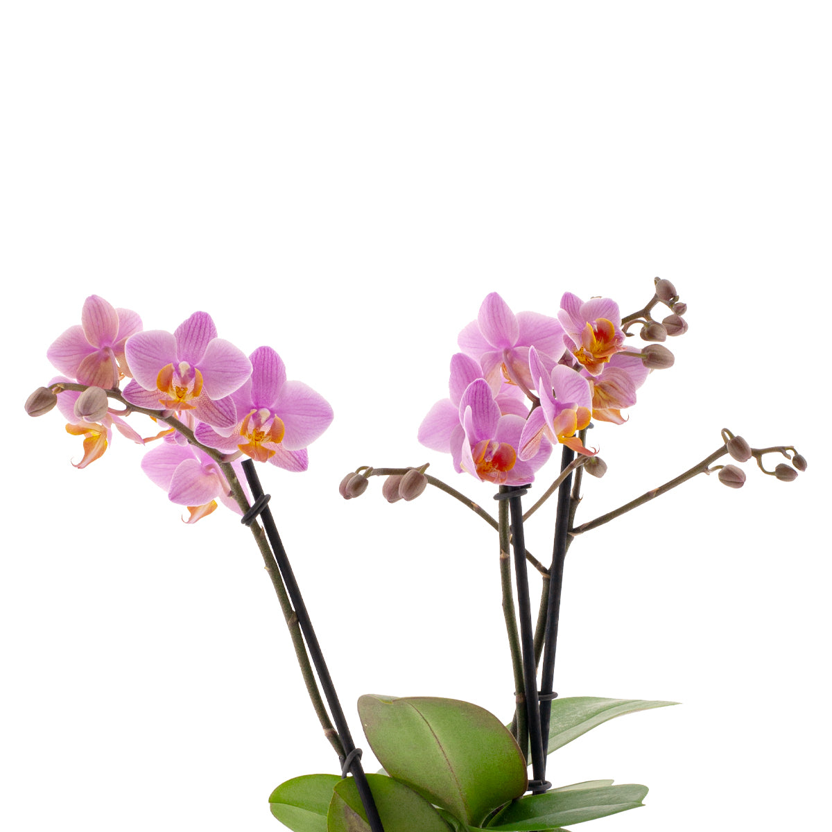 Phalaenopsis Monica Ø9