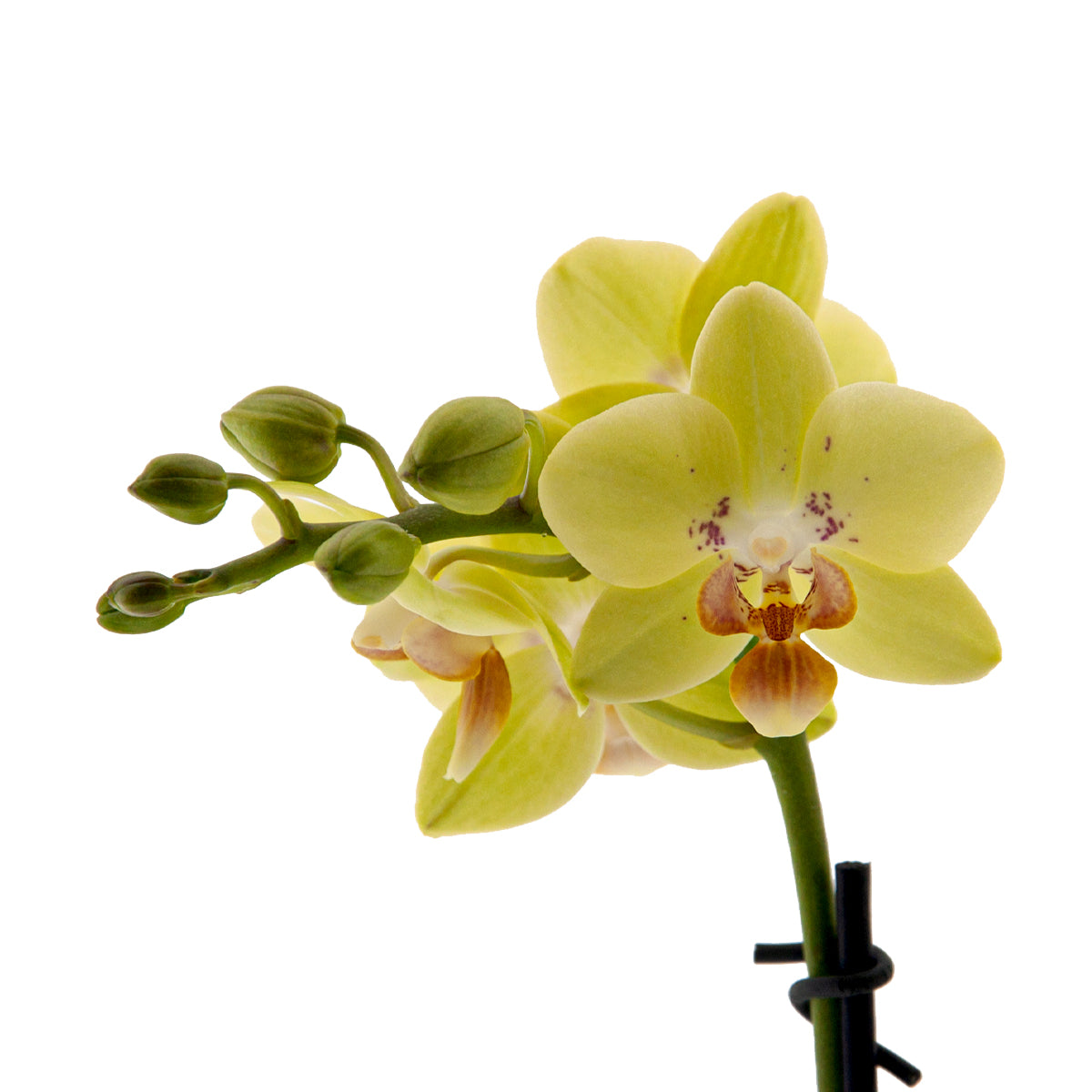 Phalaenopsis Gilda Ø9