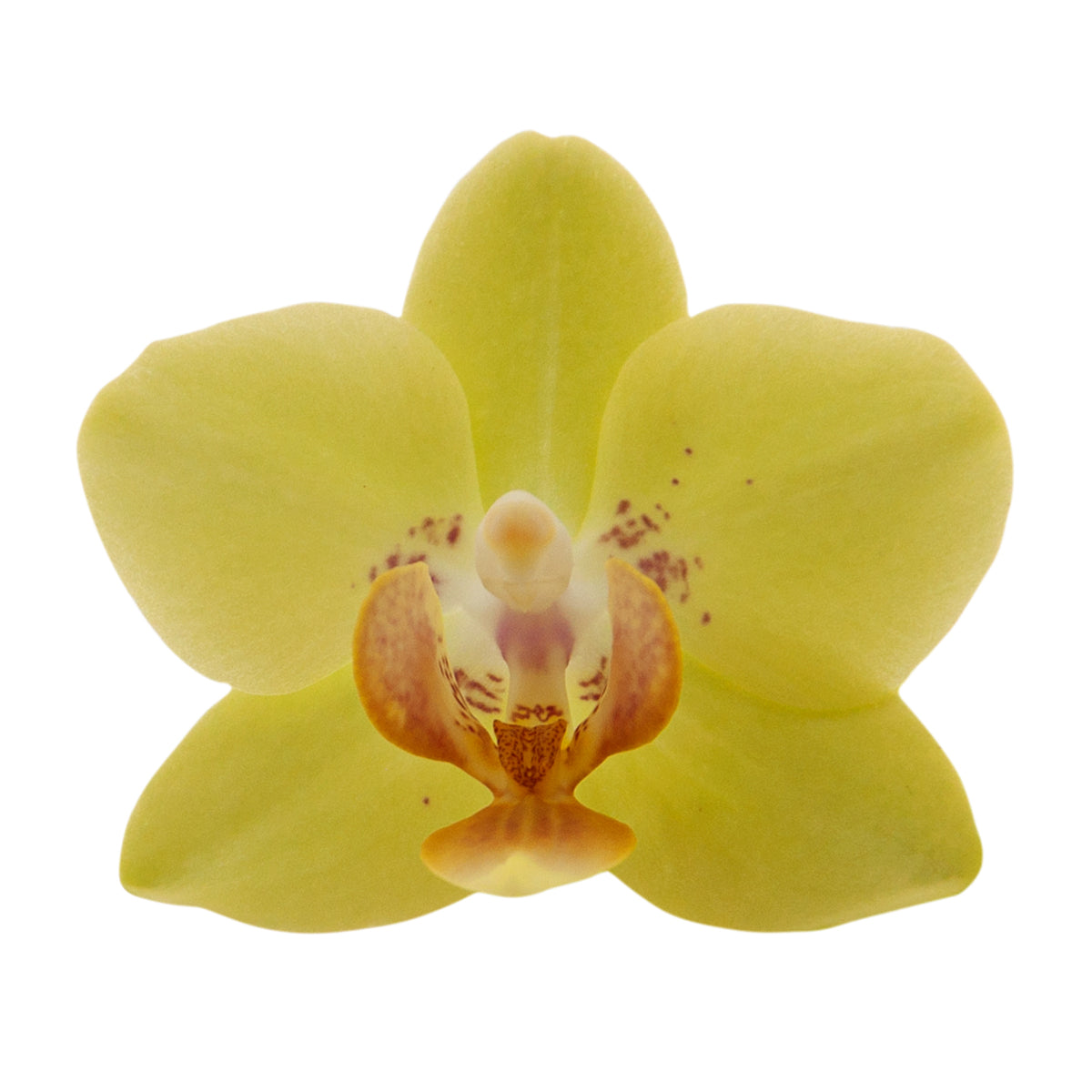 Phalaenopsis Gilda Ø9
