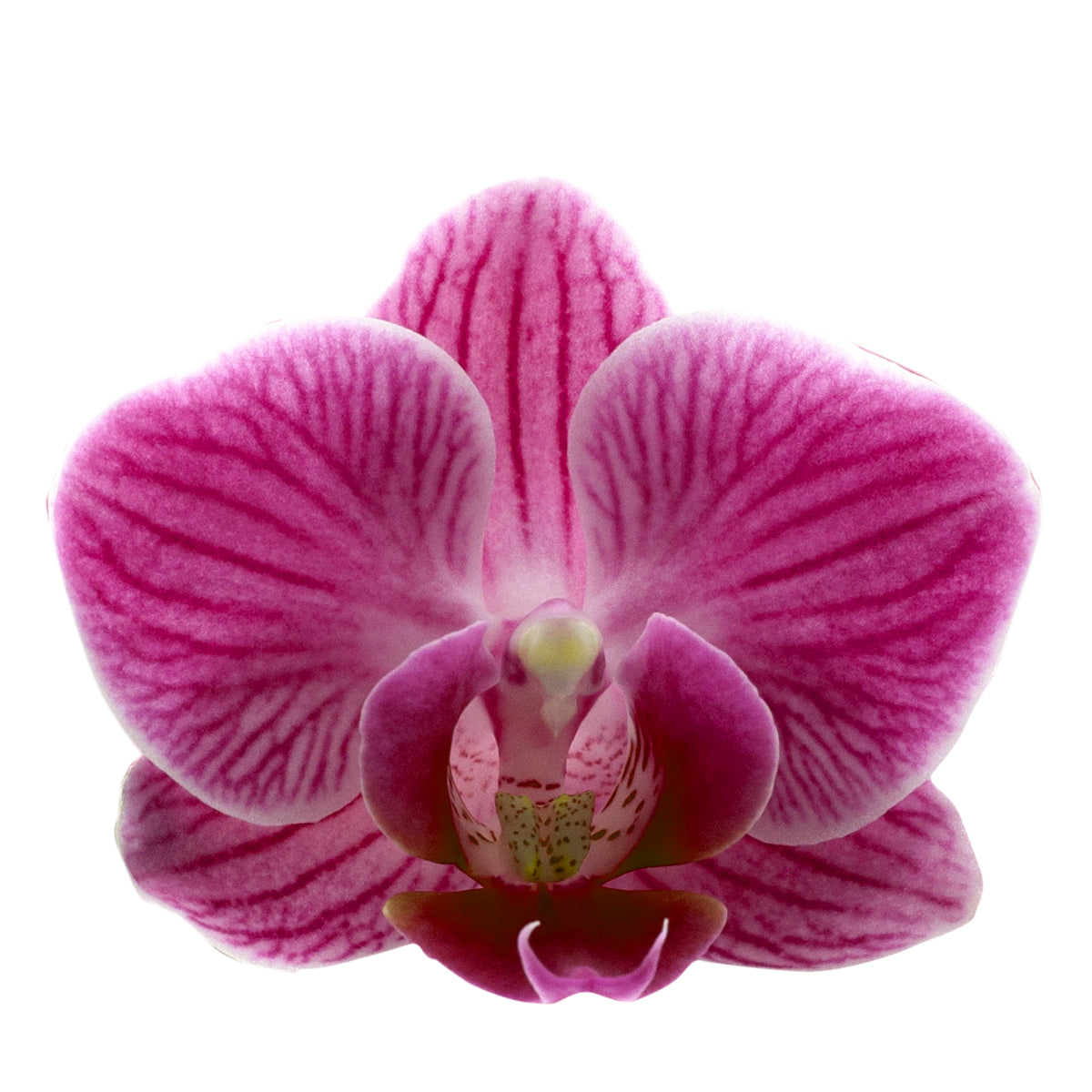 Phalaenopsis Melania Ø9