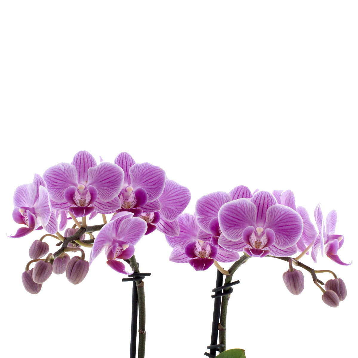 Phalaenopsis Melania Ø9