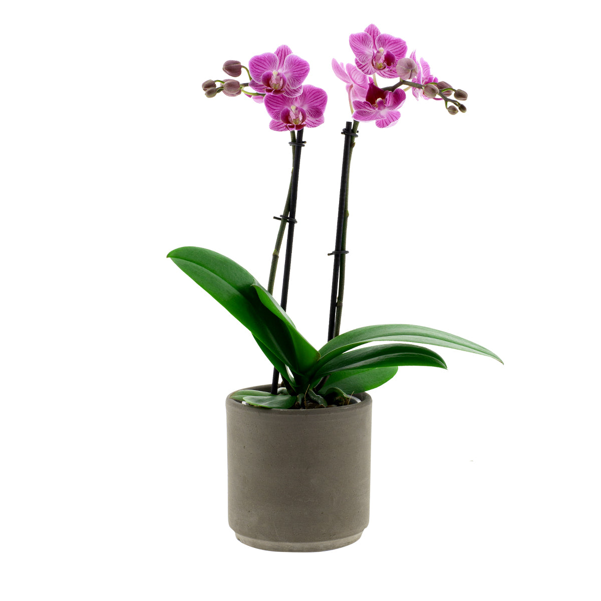Phalaenopsis Melania Ø9