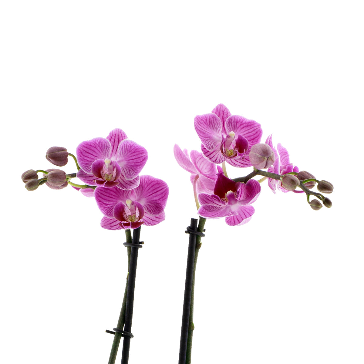 Phalaenopsis Melania Ø9