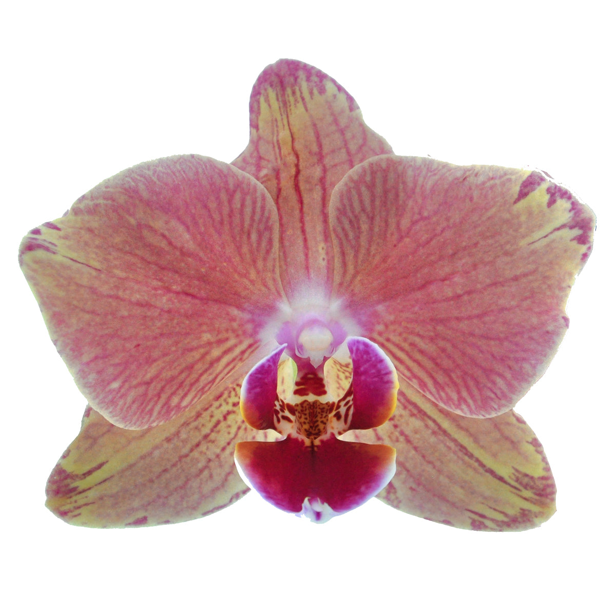 Phalaenopsis Alice Ø12
