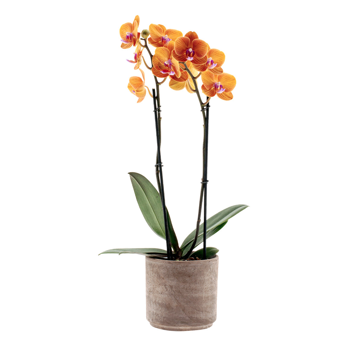 Phalaenopsis Bologna Ø12