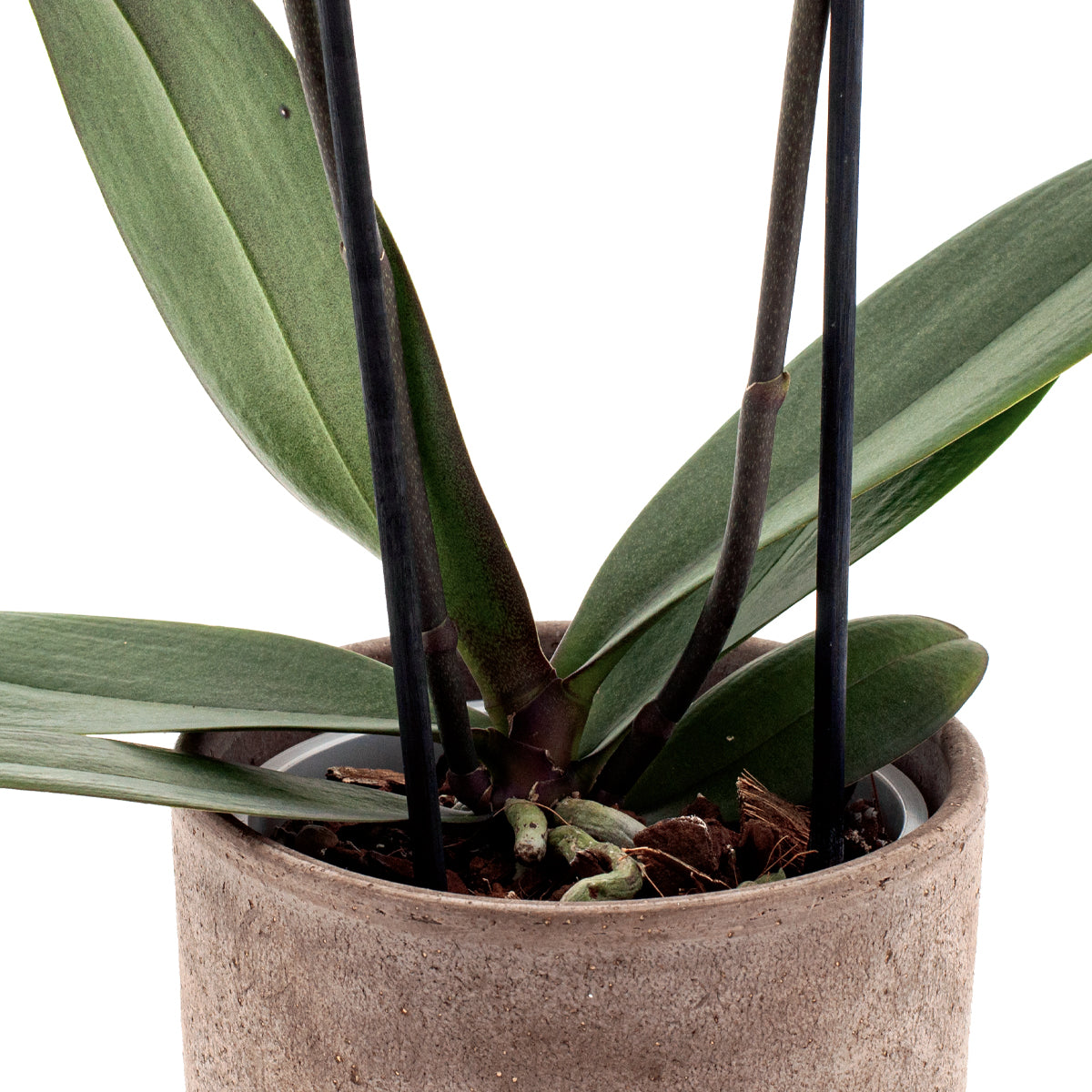 Phalaenopsis Bologna Ø12