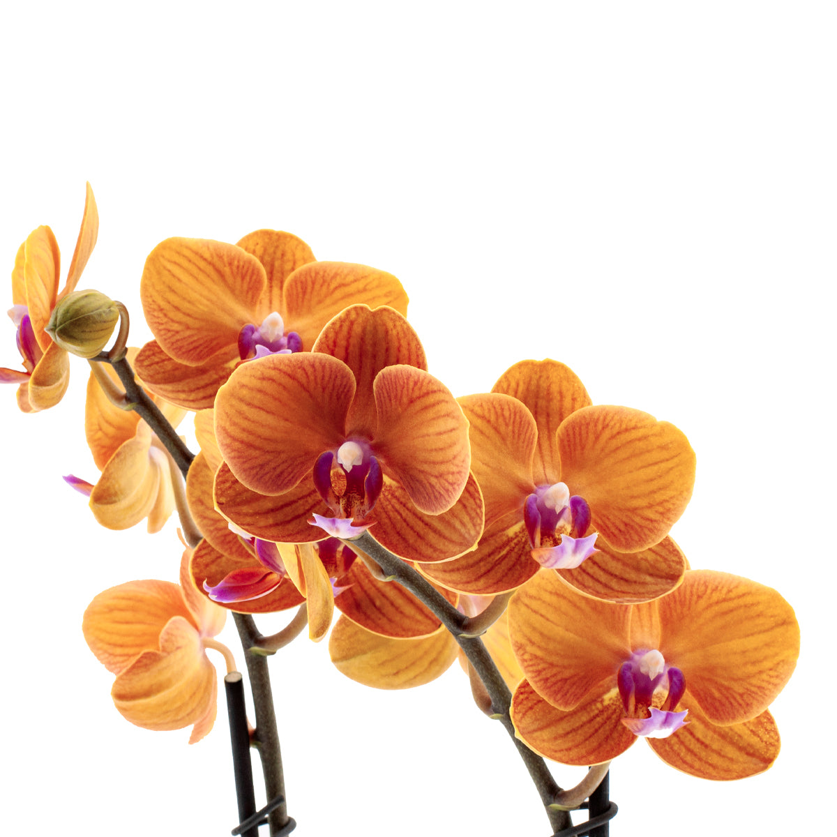 Phalaenopsis Bologna Ø12