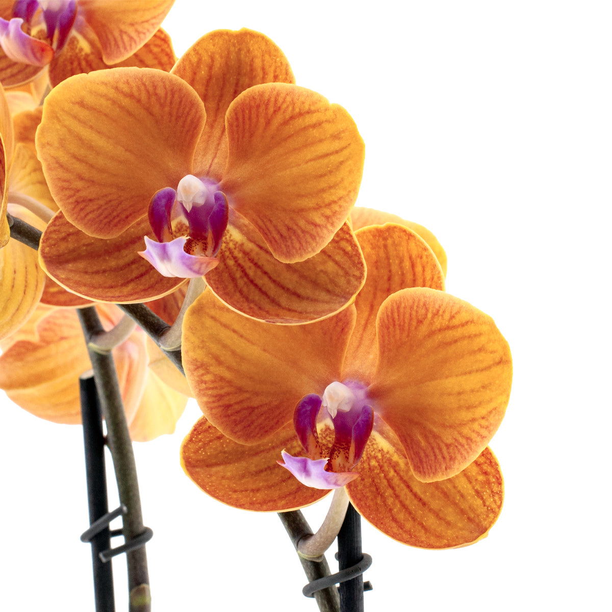 Phalaenopsis Bologna Ø12