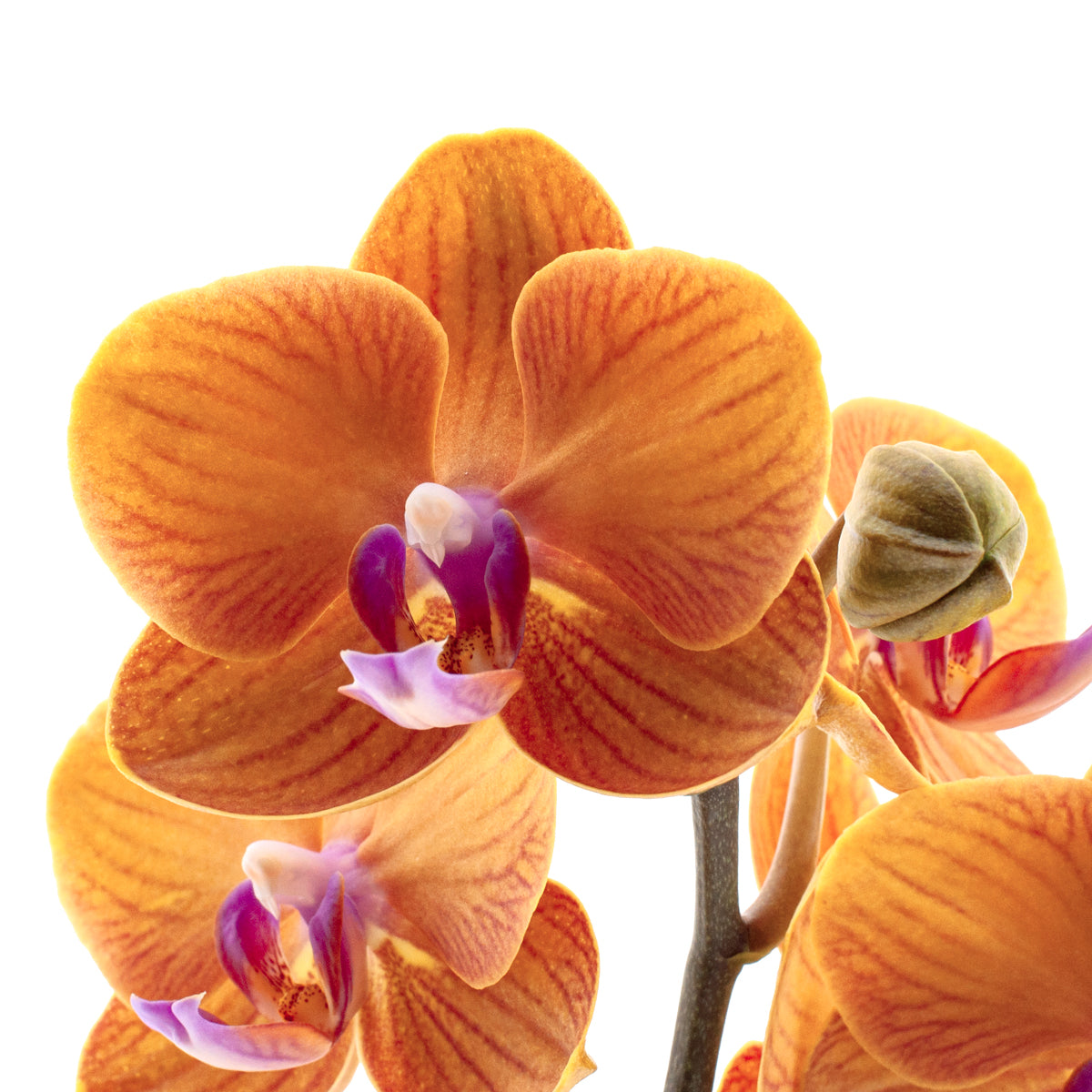 Phalaenopsis Bologna Ø12