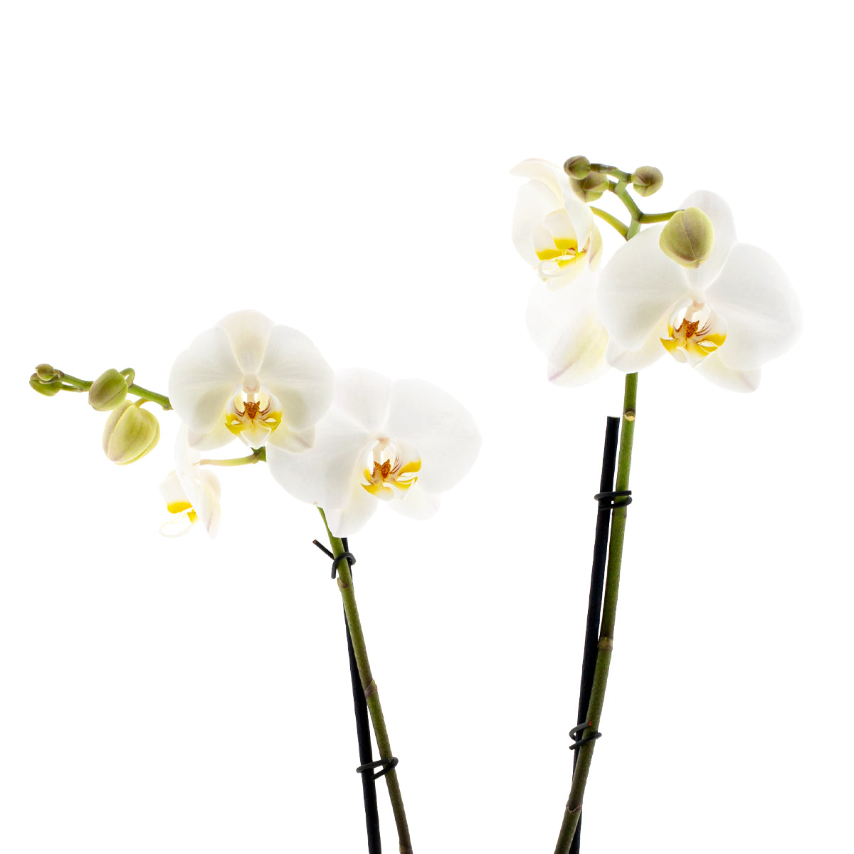 Phalaenopsis Camilla Ø12