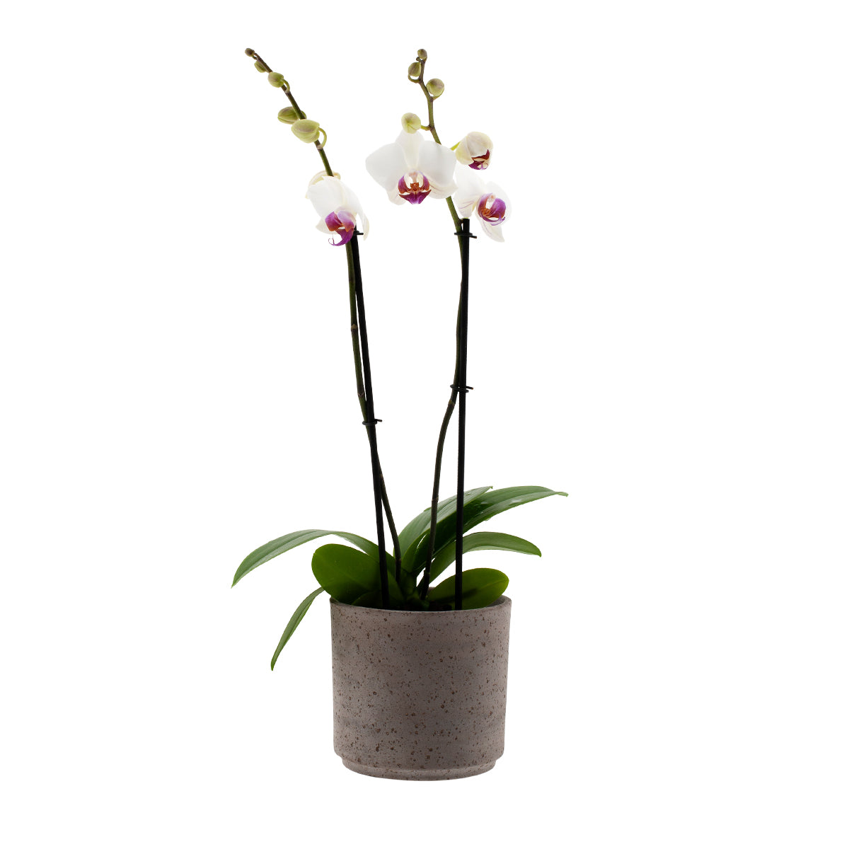 Phalaenopsis Carlotta Ø12