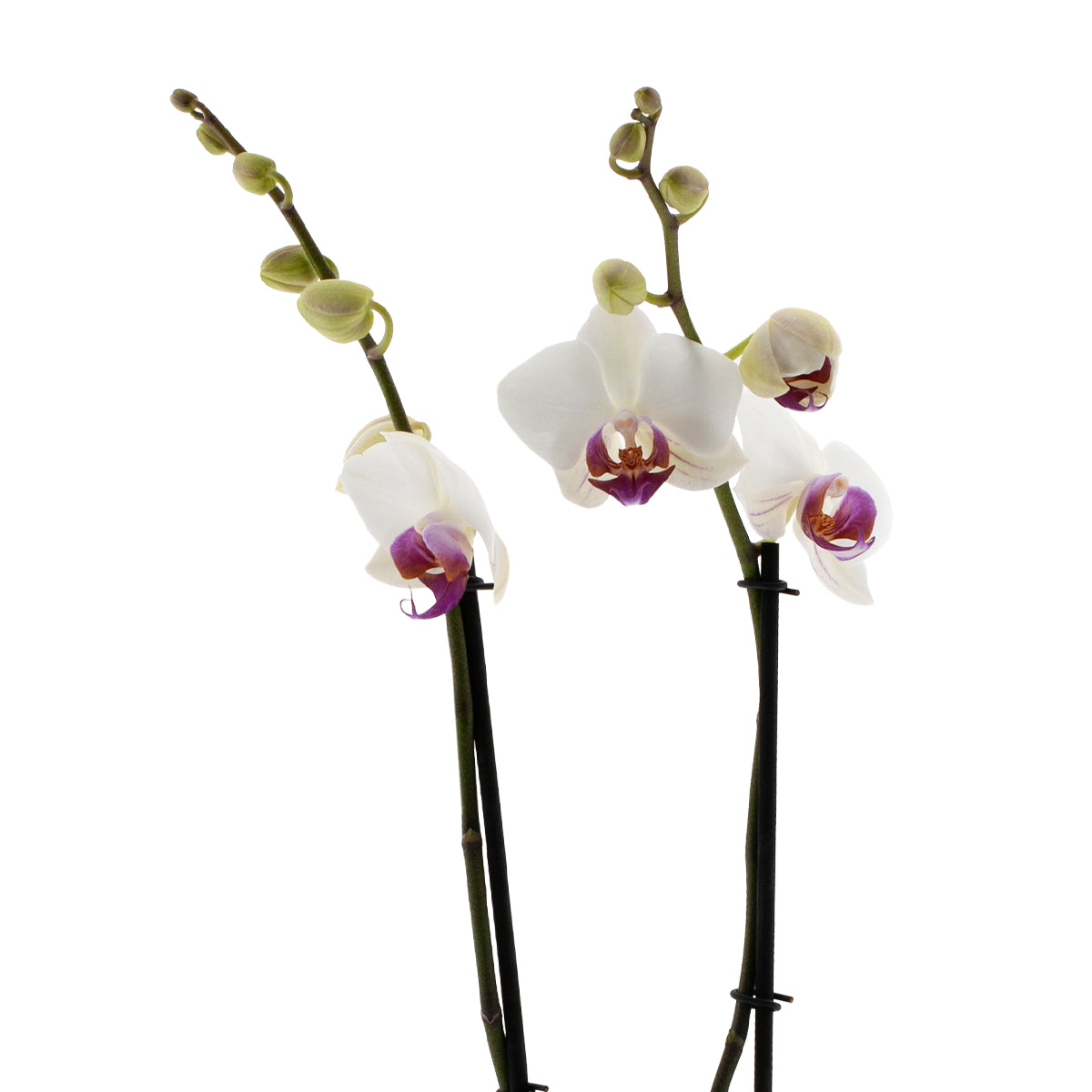 Phalaenopsis Carlotta Ø12