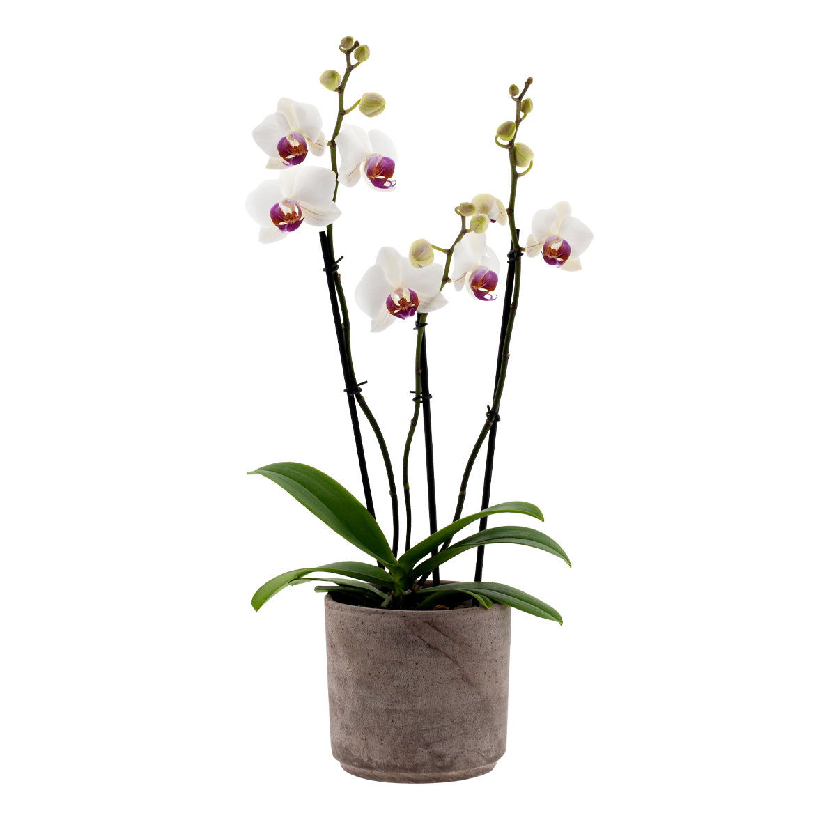 Phalaenopsis Carlotta Ø12
