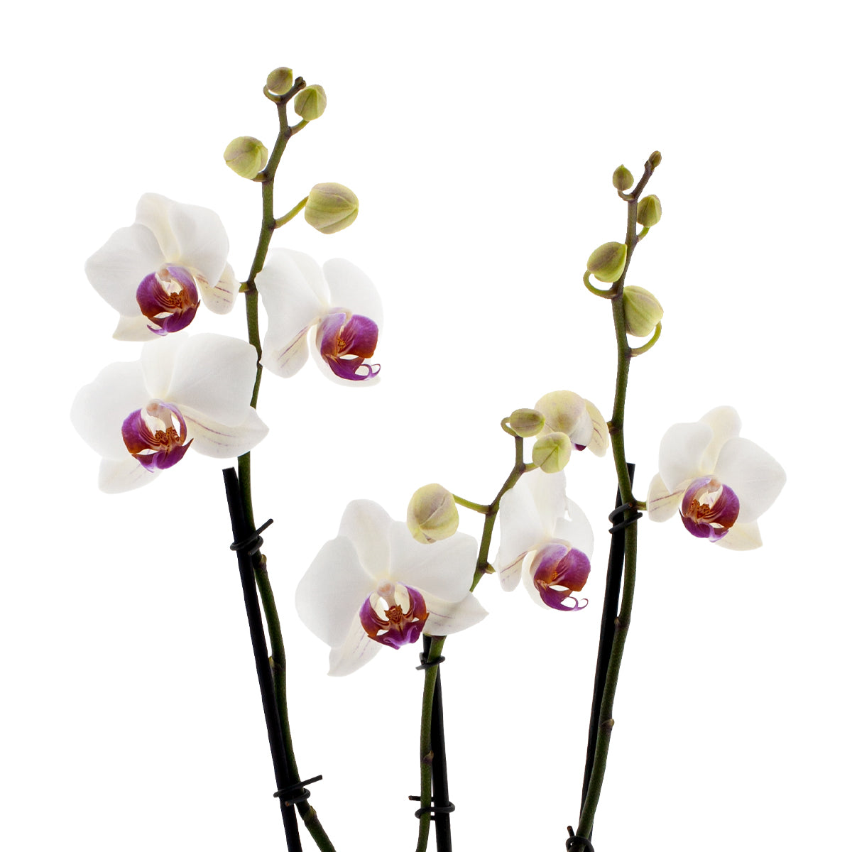 Phalaenopsis Carlotta Ø12