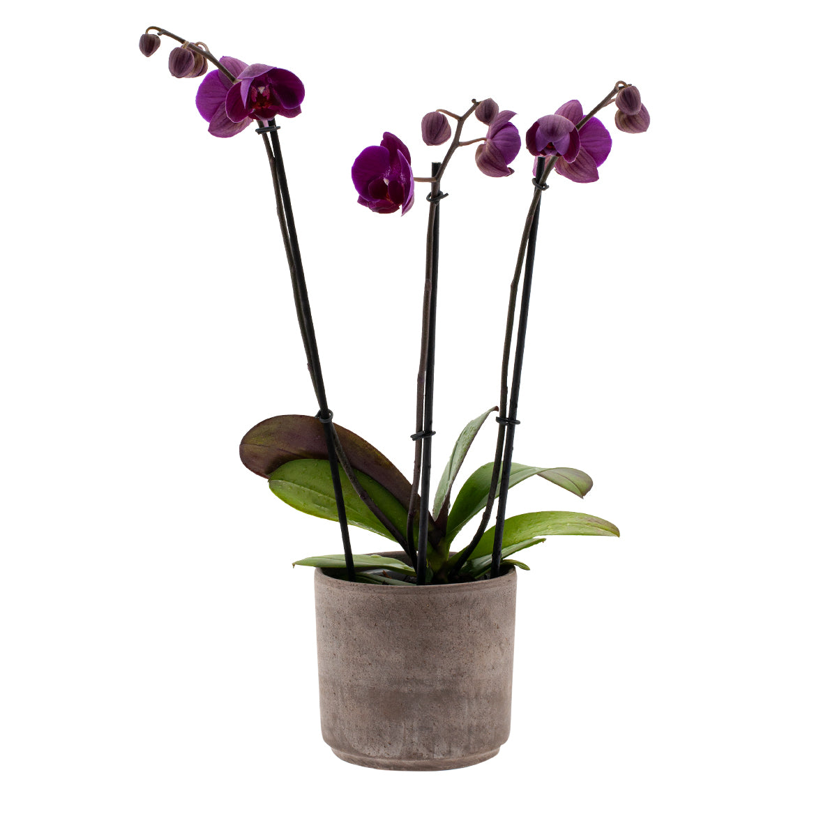 Phalaenopsis Lucilla Ø12