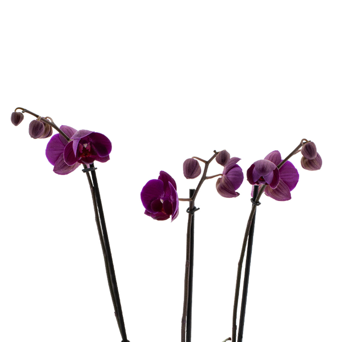 Phalaenopsis Lucilla Ø12