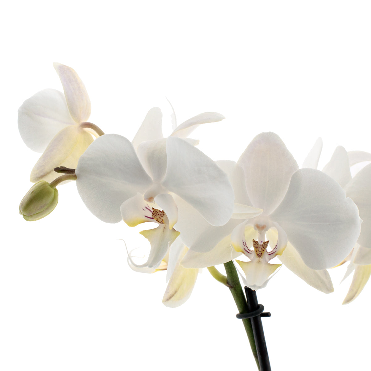 Phalaenopsis Lumion Ø12