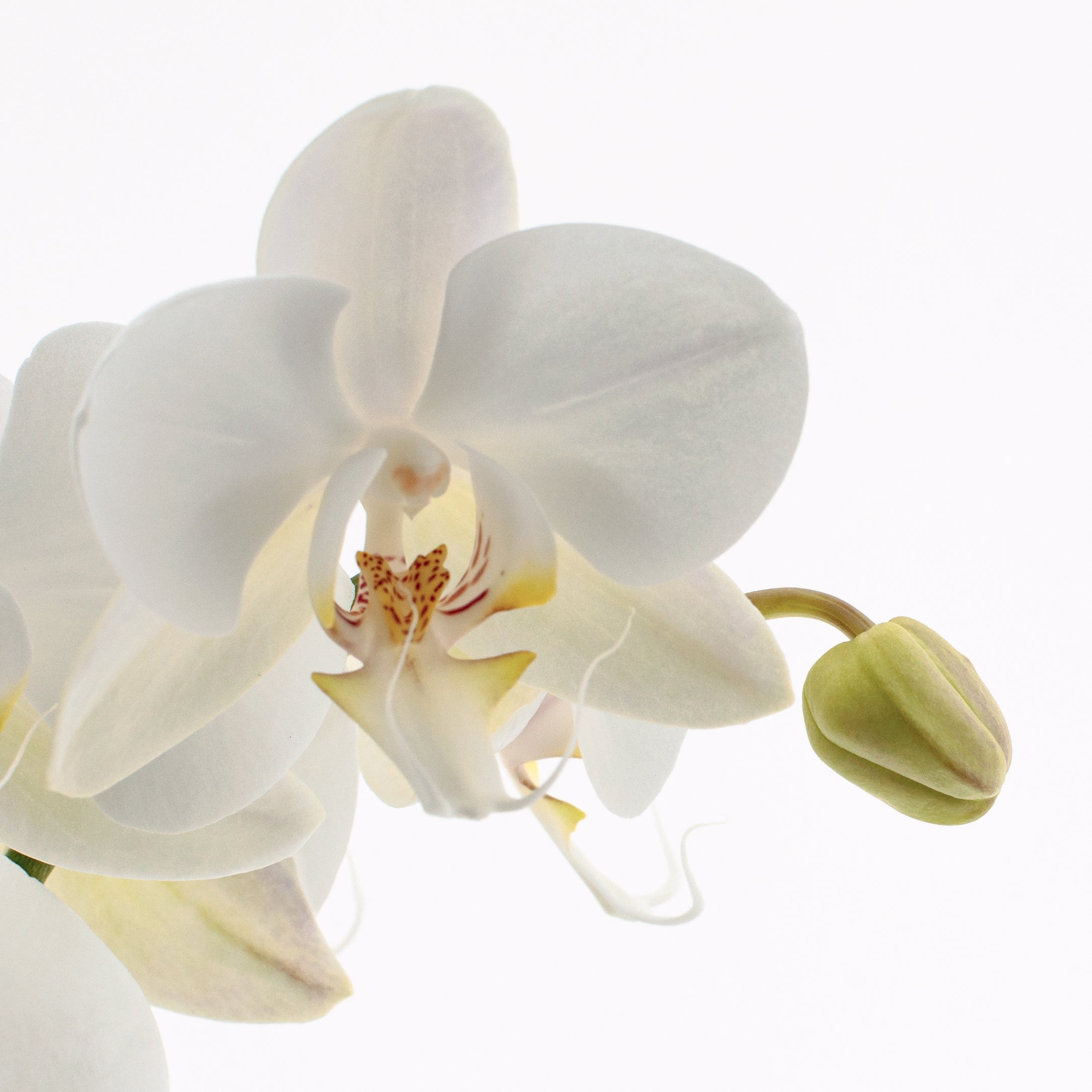 Phalaenopsis Lumion Ø12