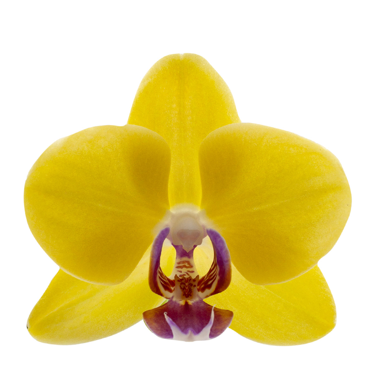 Phalaenopsis Gaia Ø12