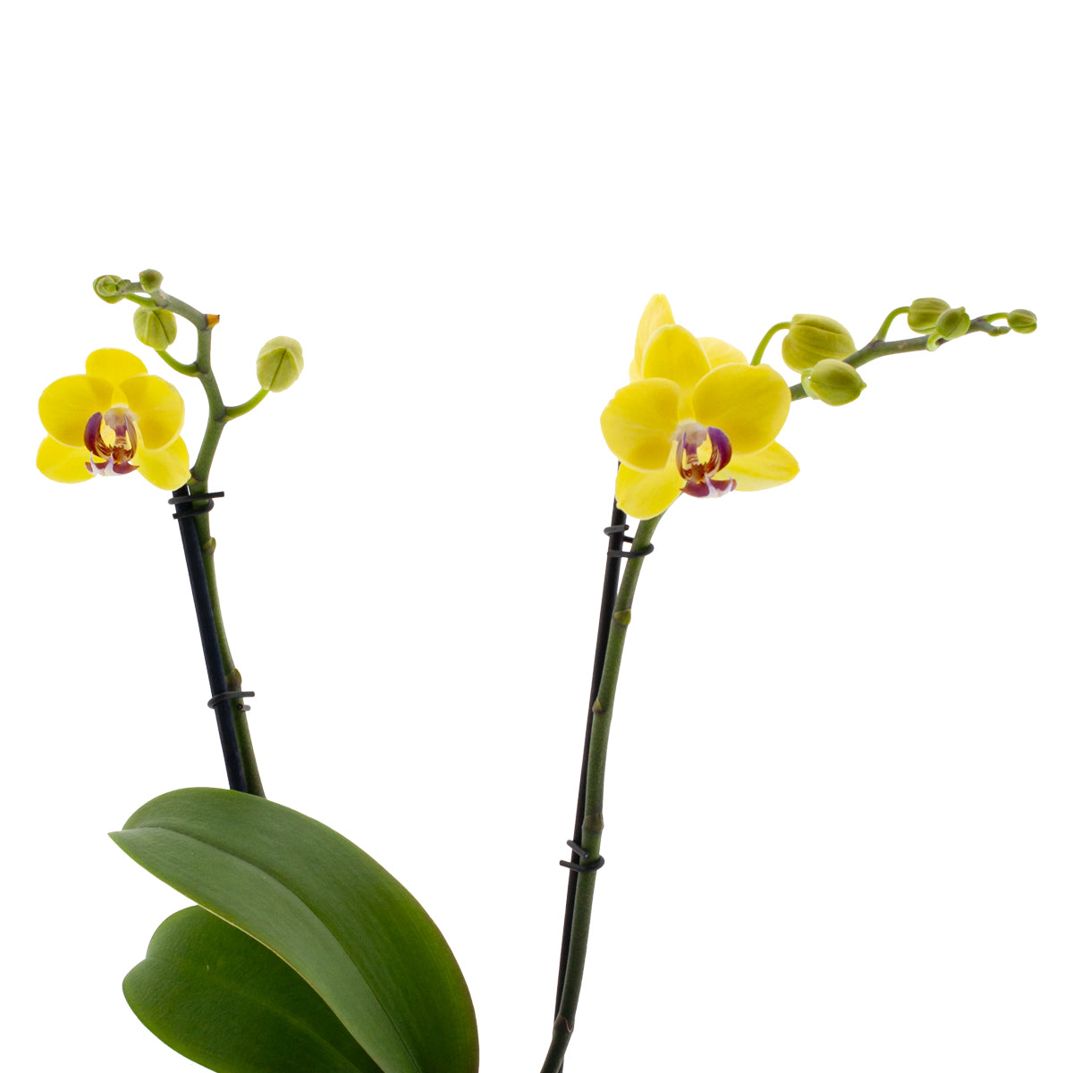 Phalaenopsis Gaia Ø12