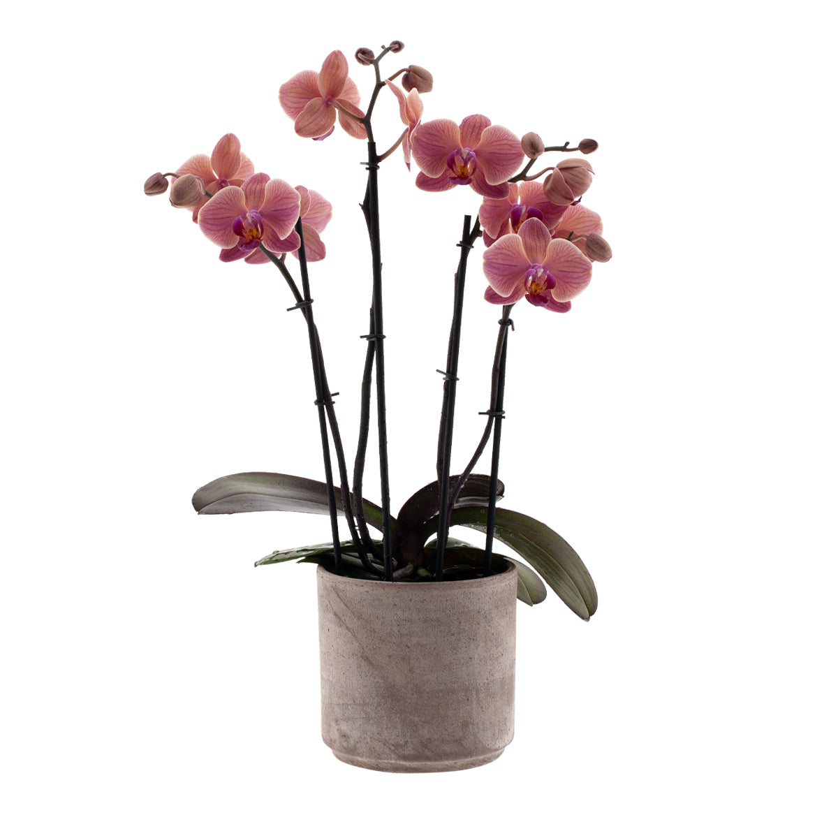 Phalaenopsis Angela Ø12