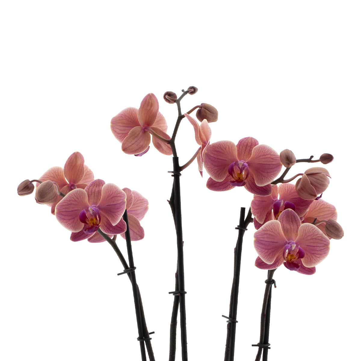 Phalaenopsis Angela Ø12