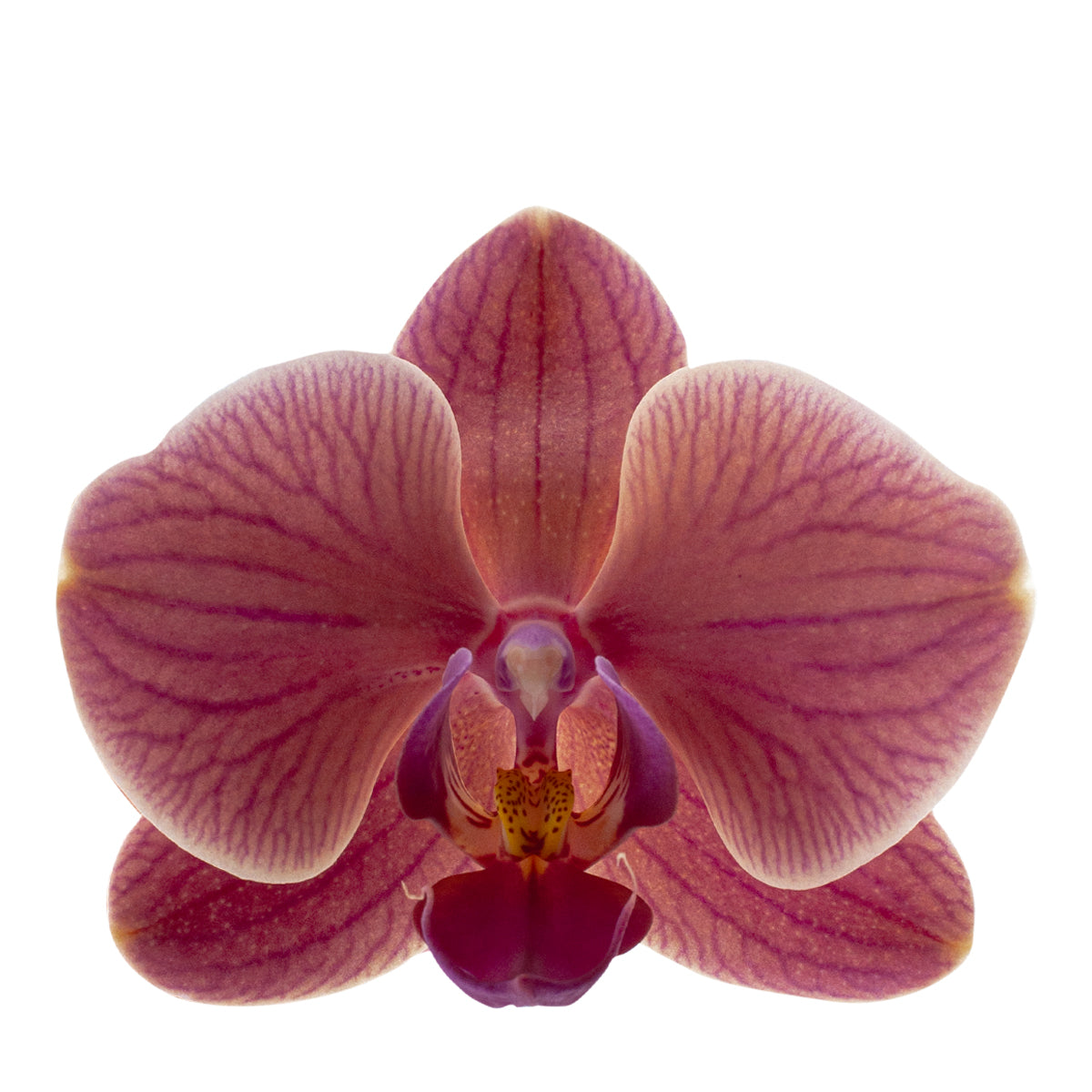 Phalaenopsis Angela Ø12
