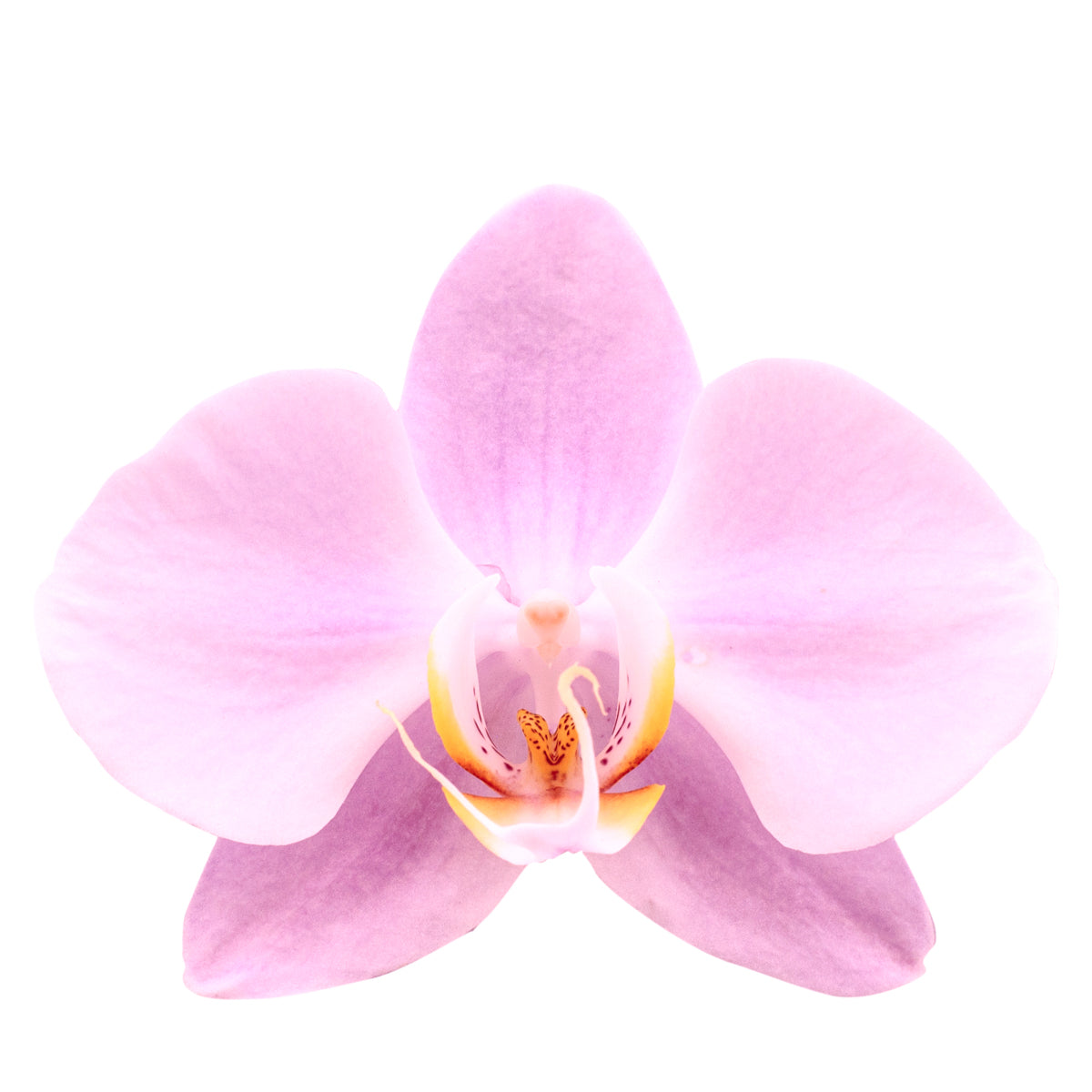 Phalaenopsis Rosion Ø12