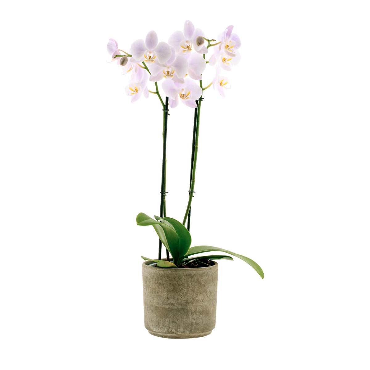 Phalaenopsis Rosion Ø12