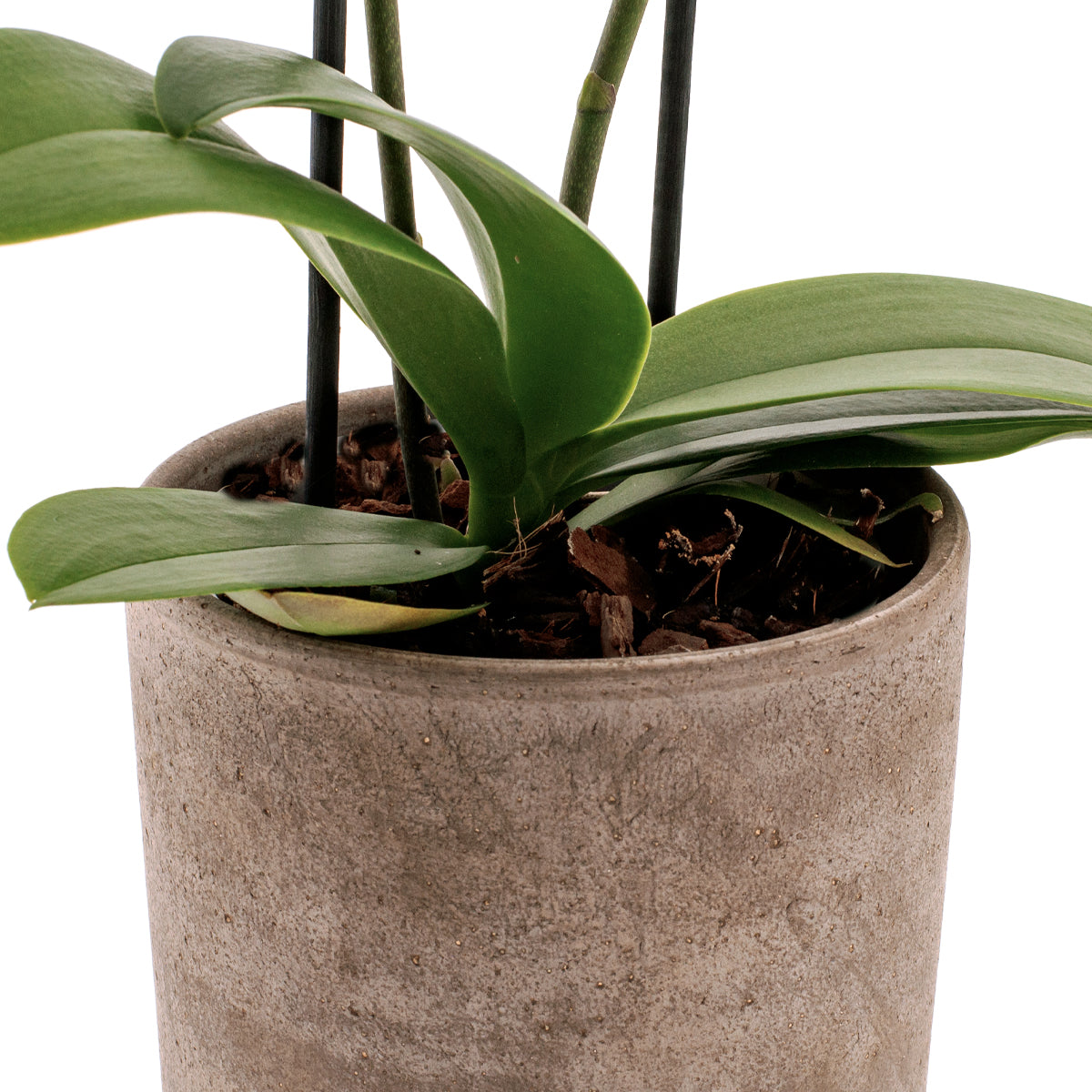 Phalaenopsis Rosion Ø12