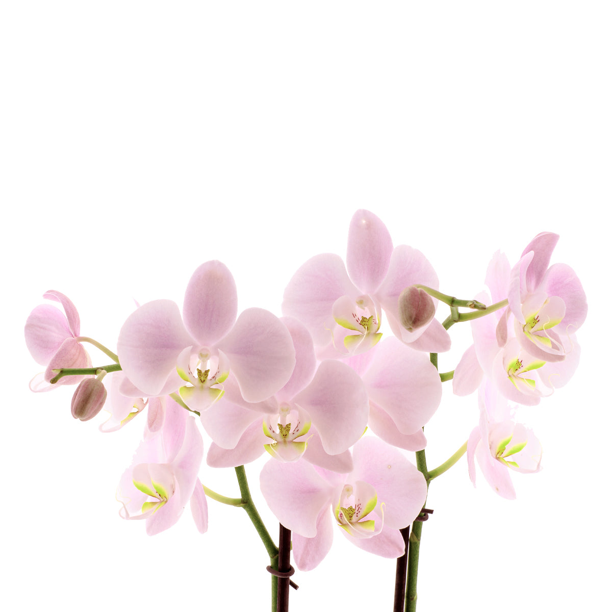 Phalaenopsis Rosion Ø12