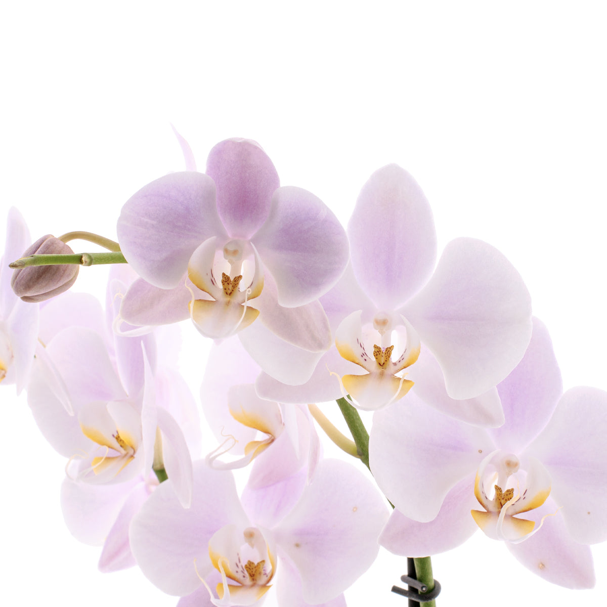 Phalaenopsis Rosion Ø12