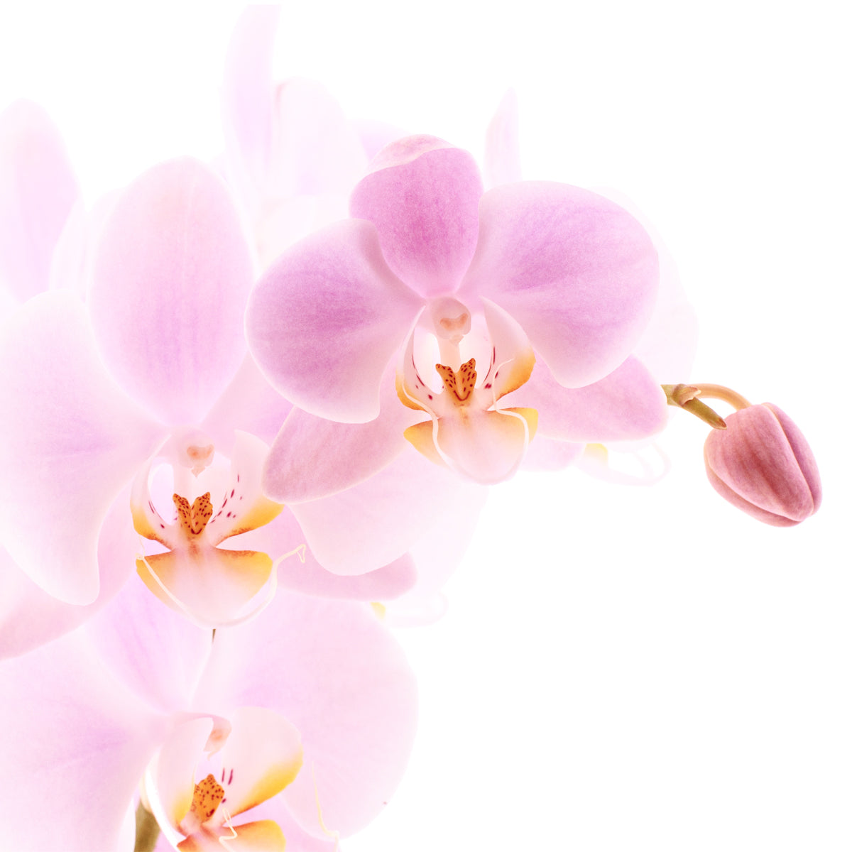 Phalaenopsis Rosion Ø12
