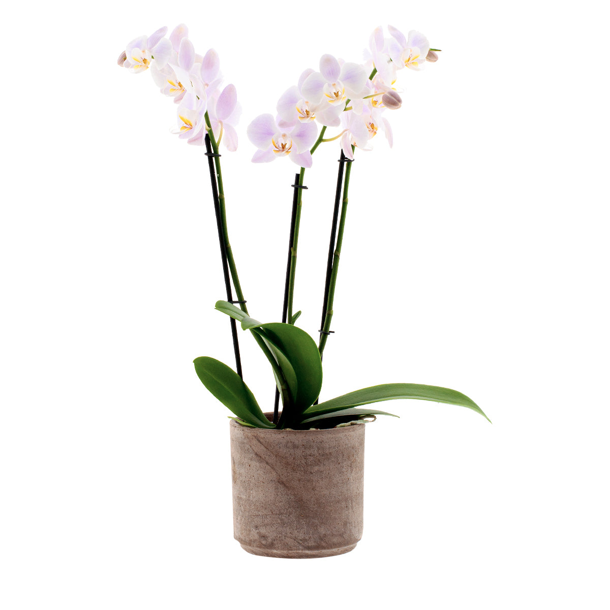 Phalaenopsis Rosion Ø12