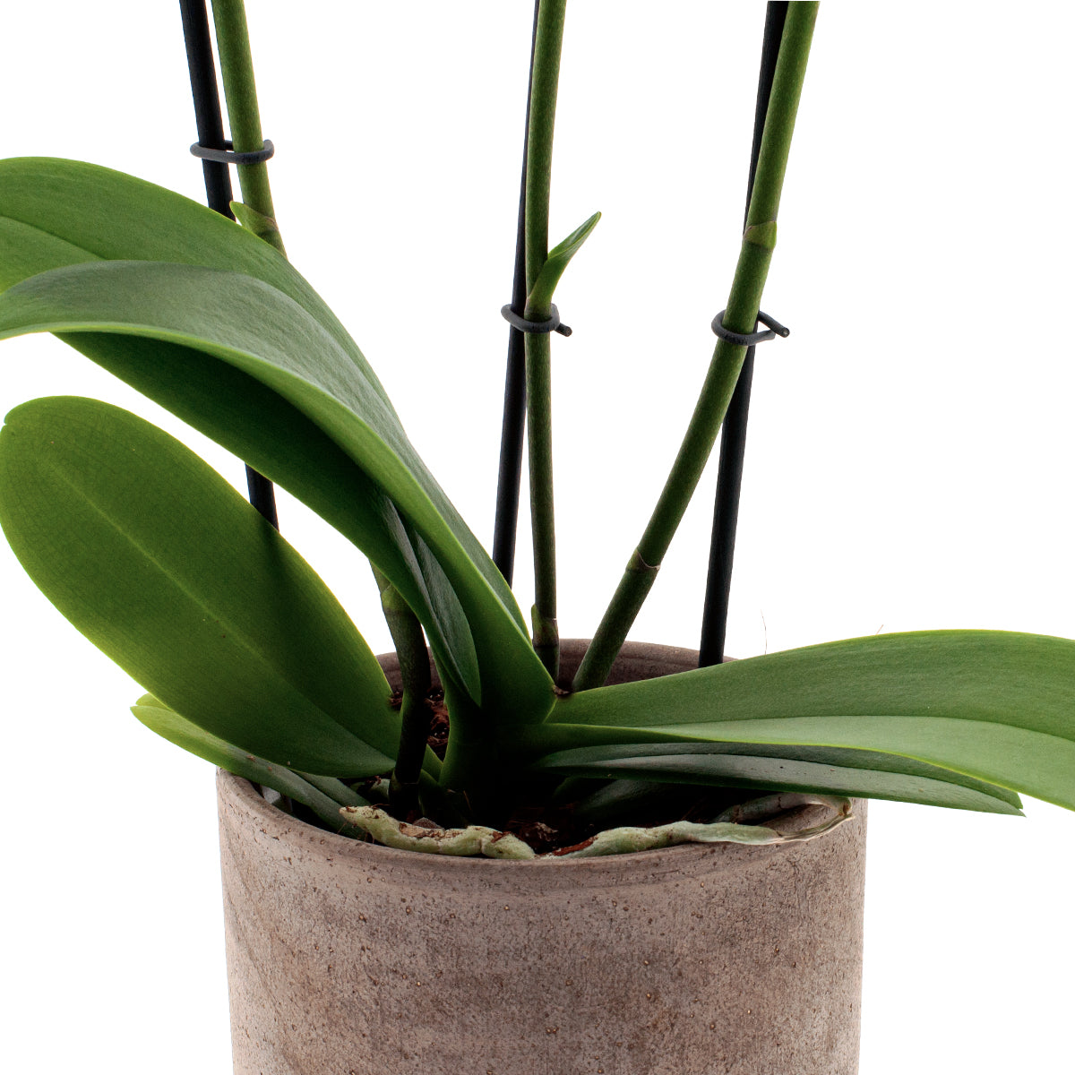 Phalaenopsis Rosion Ø12