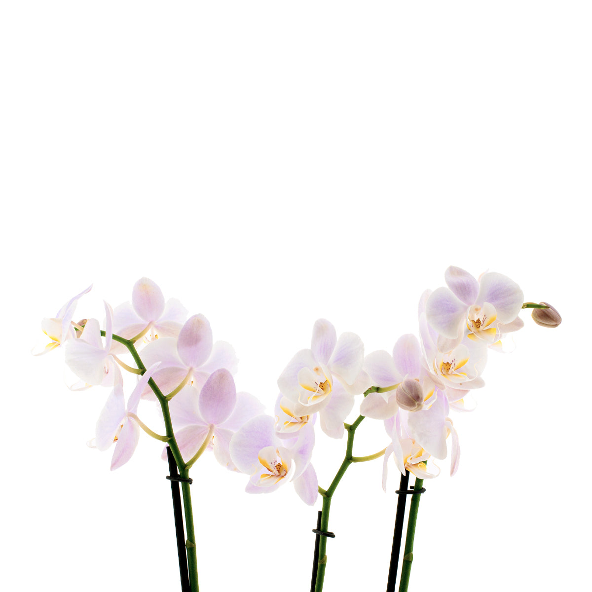Phalaenopsis Rosion Ø12