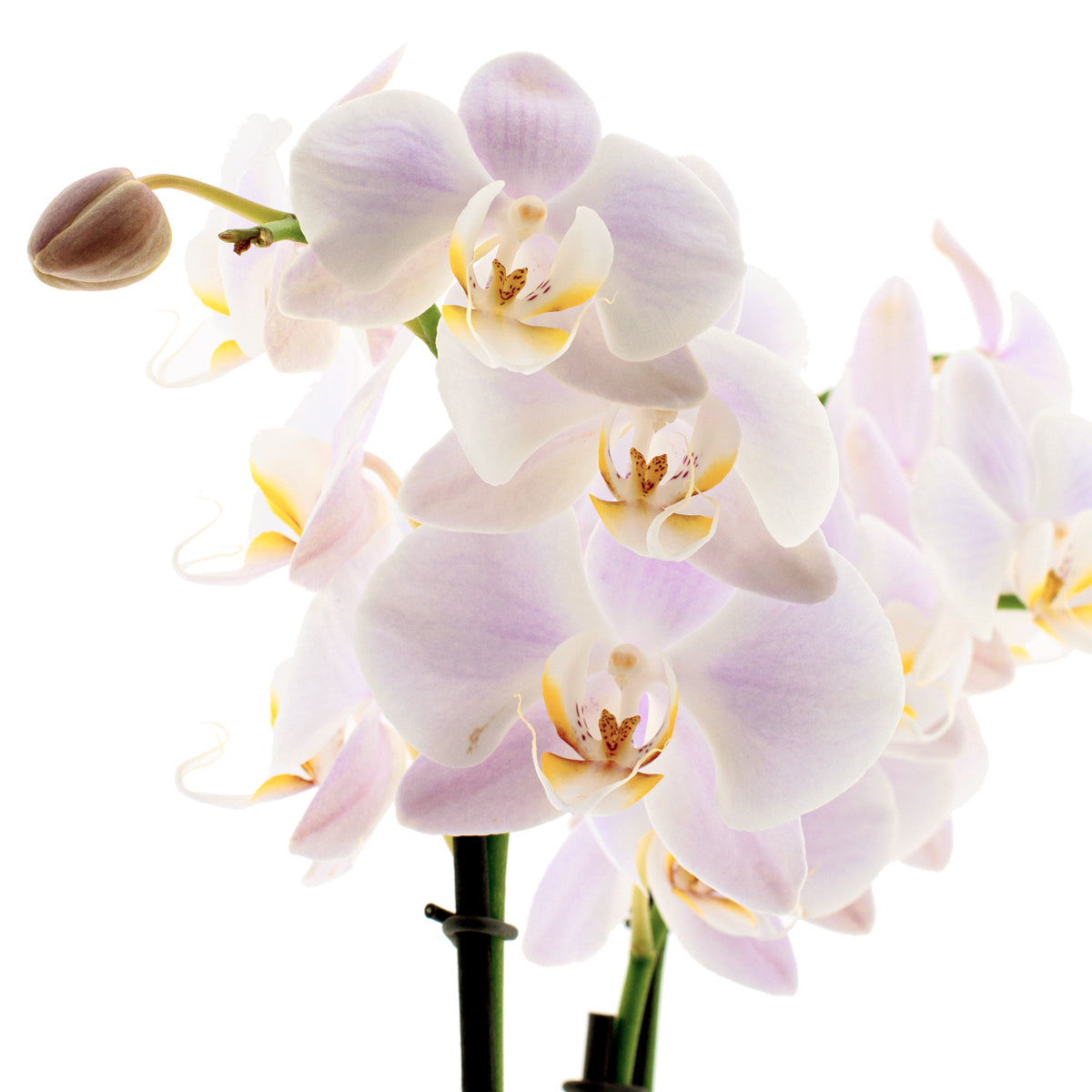 Phalaenopsis Rosion Ø12
