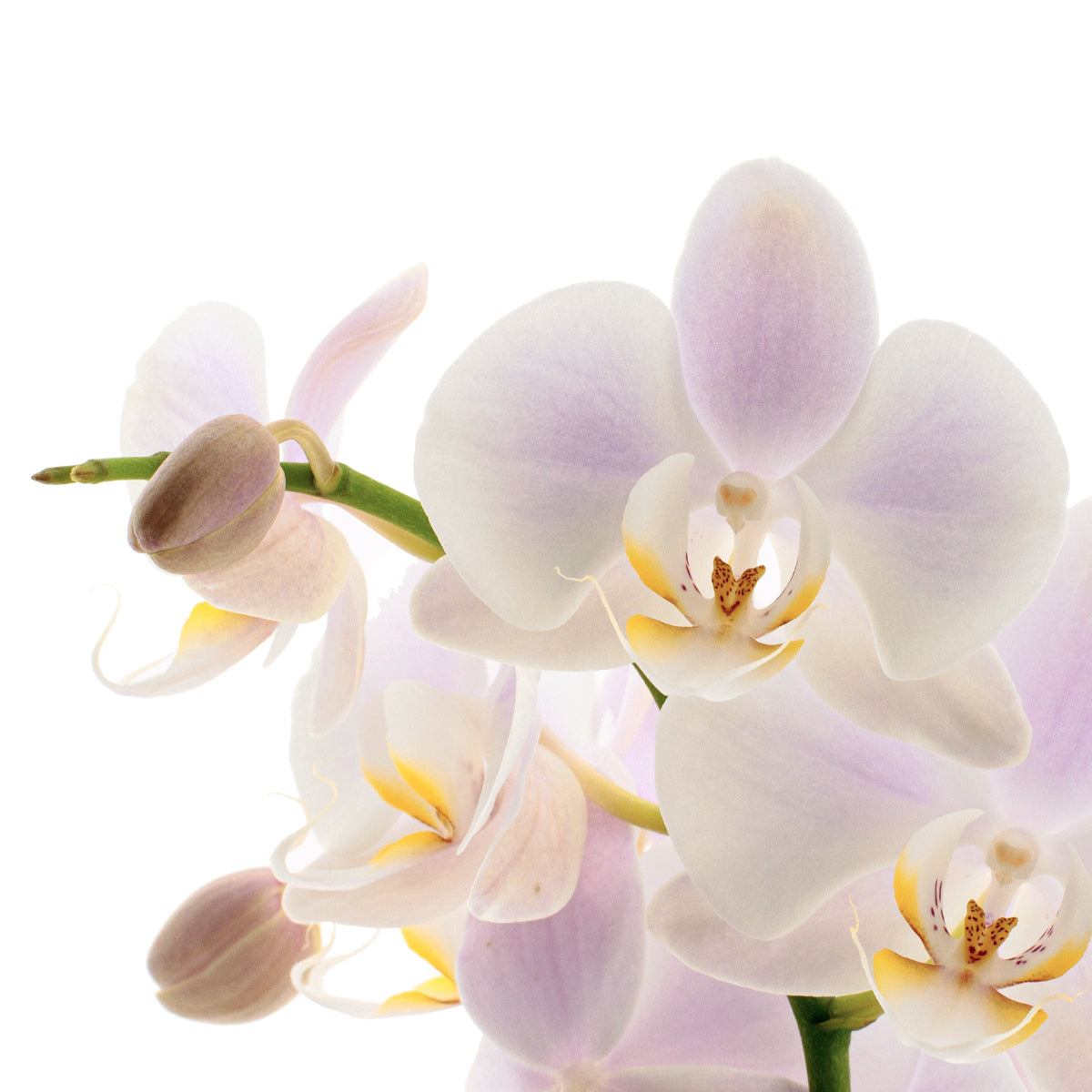 Phalaenopsis Rosion Ø12