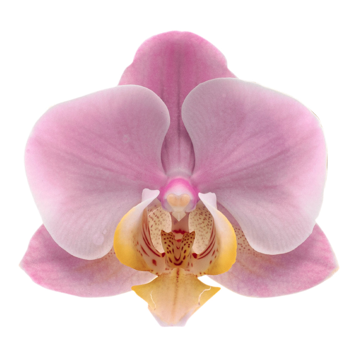 Phalaenopsis Salinas Ø12