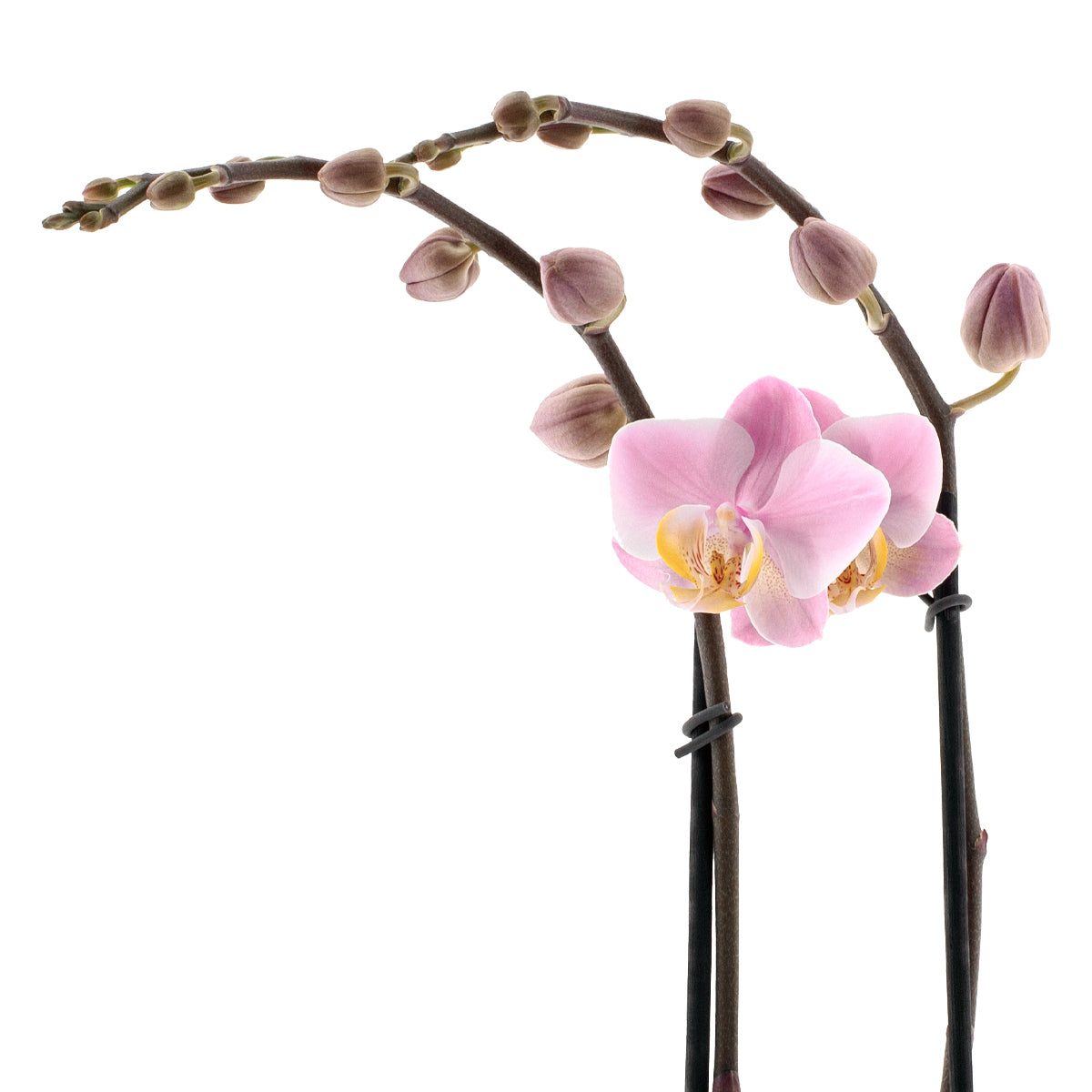 Phalaenopsis Salinas Ø12