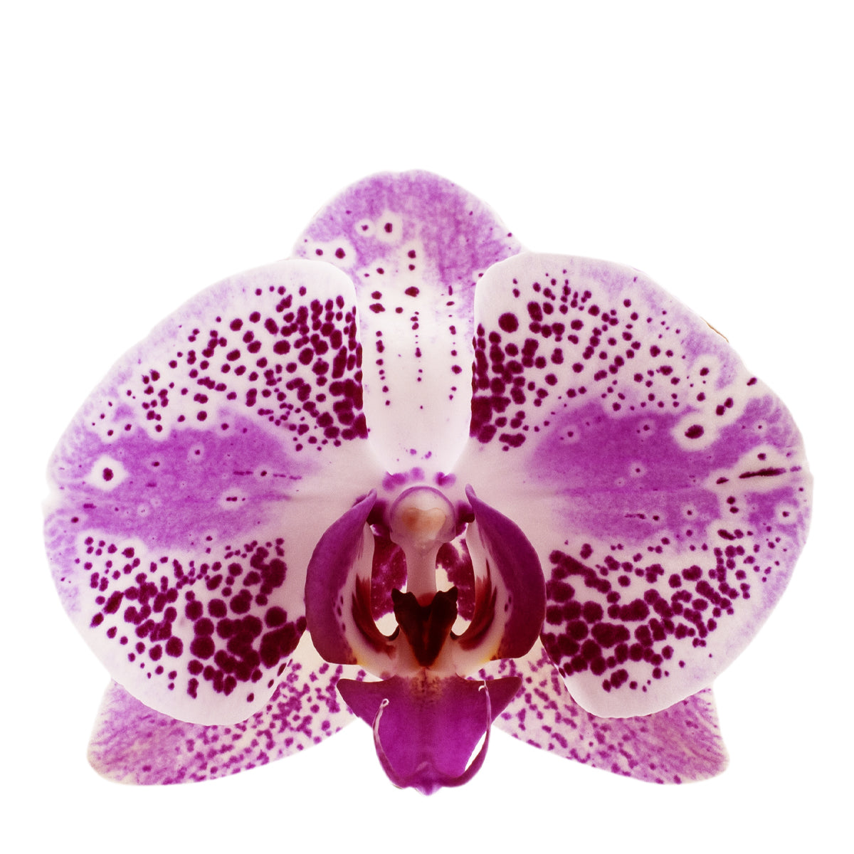 Phalaenopsis Stella Ø12