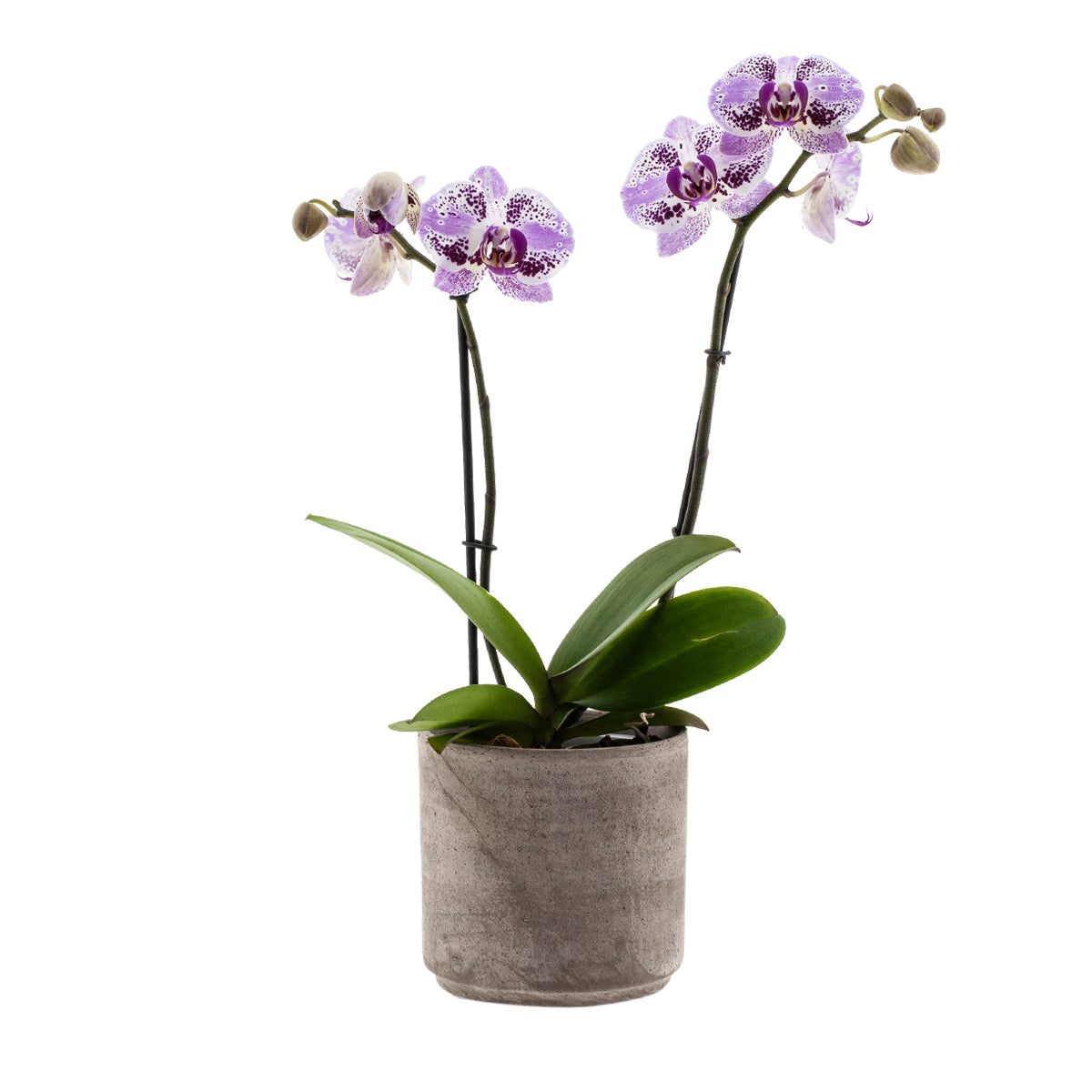 Phalaenopsis Stella Ø12