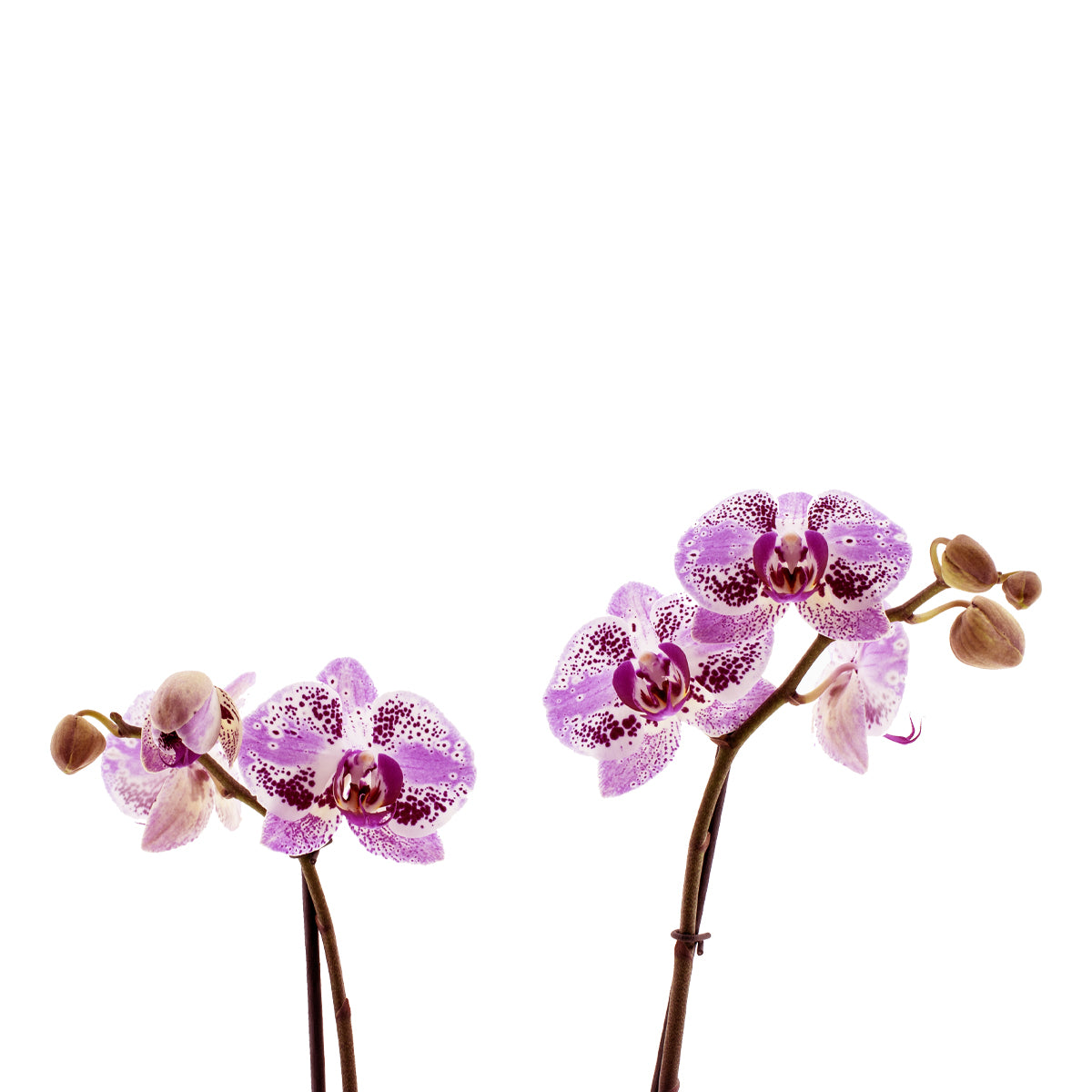 Phalaenopsis Stella Ø12
