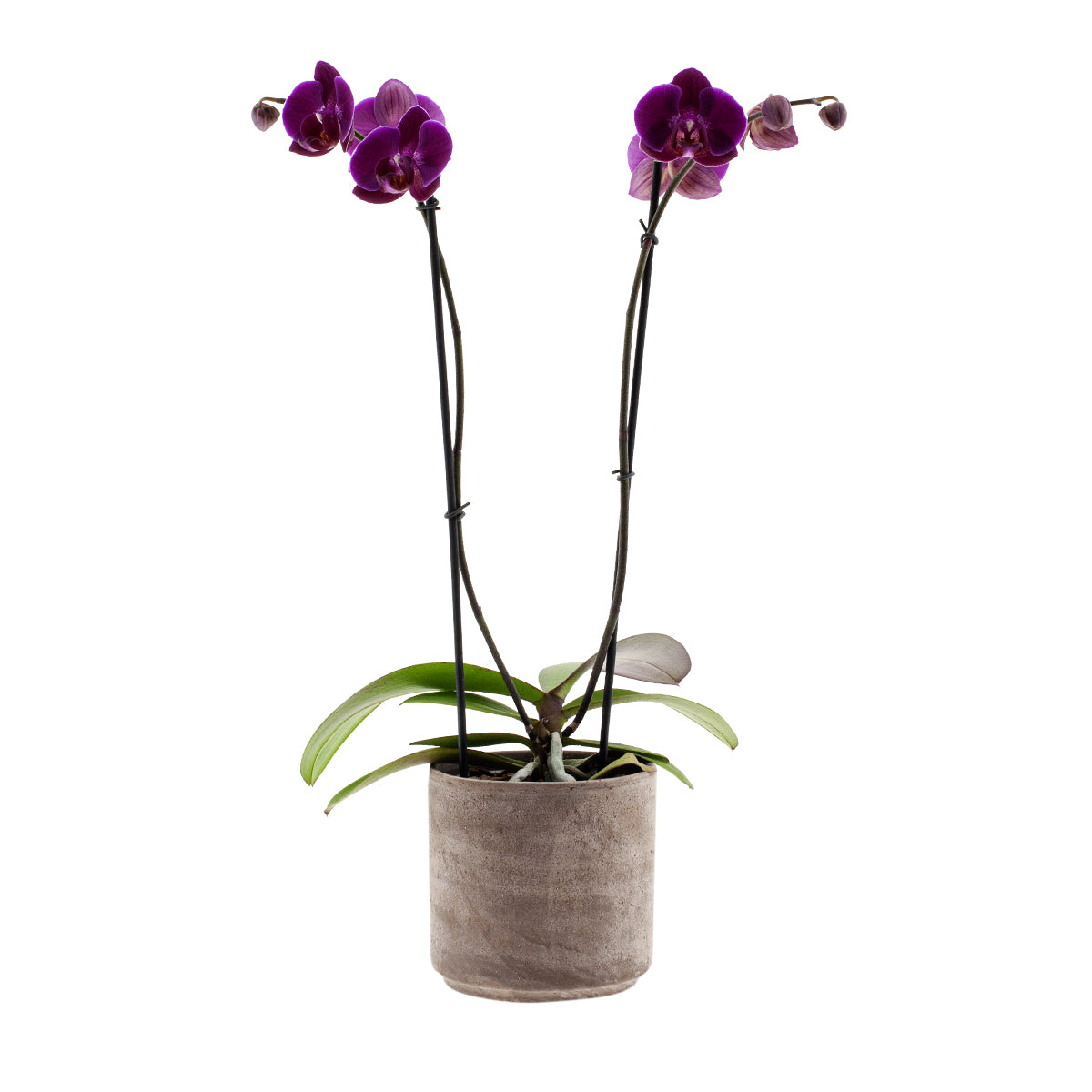 Phalaenopsis Lucilla Ø12