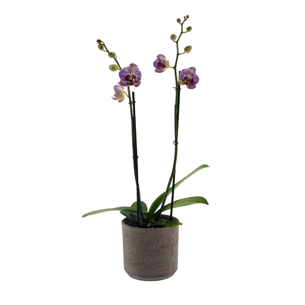 Phalaenopsis Sabina Ø12