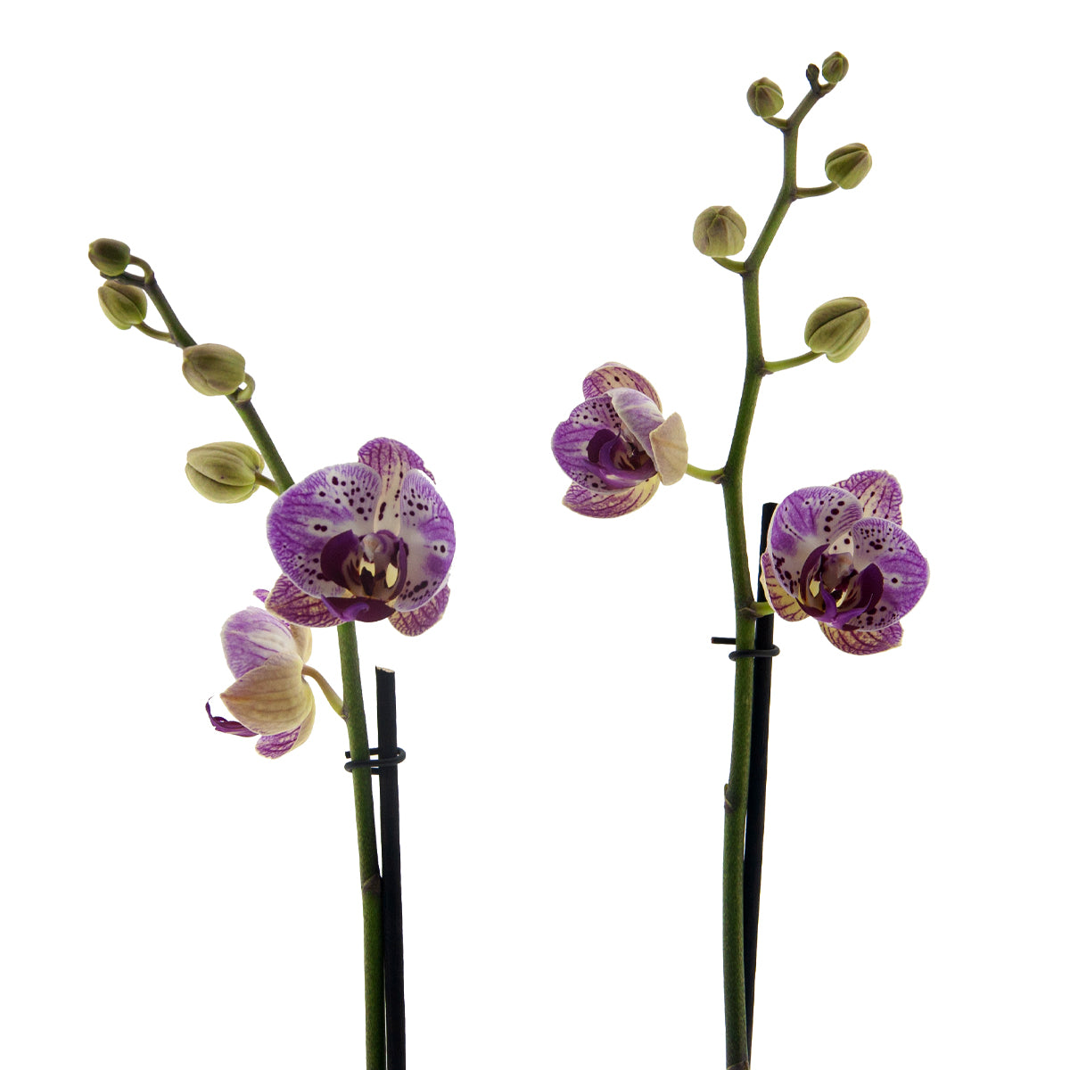 Phalaenopsis Sabina Ø12
